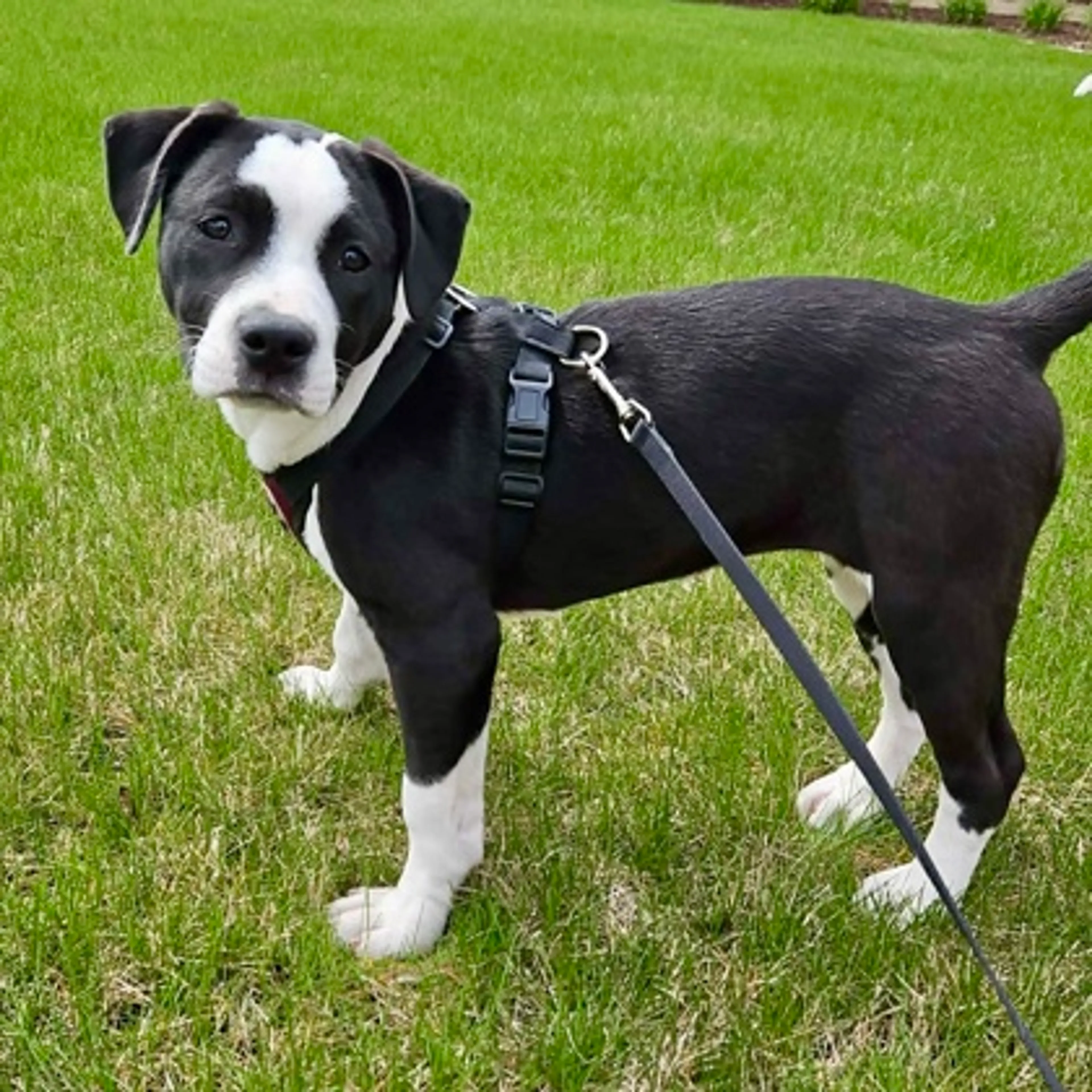 Found pet-2