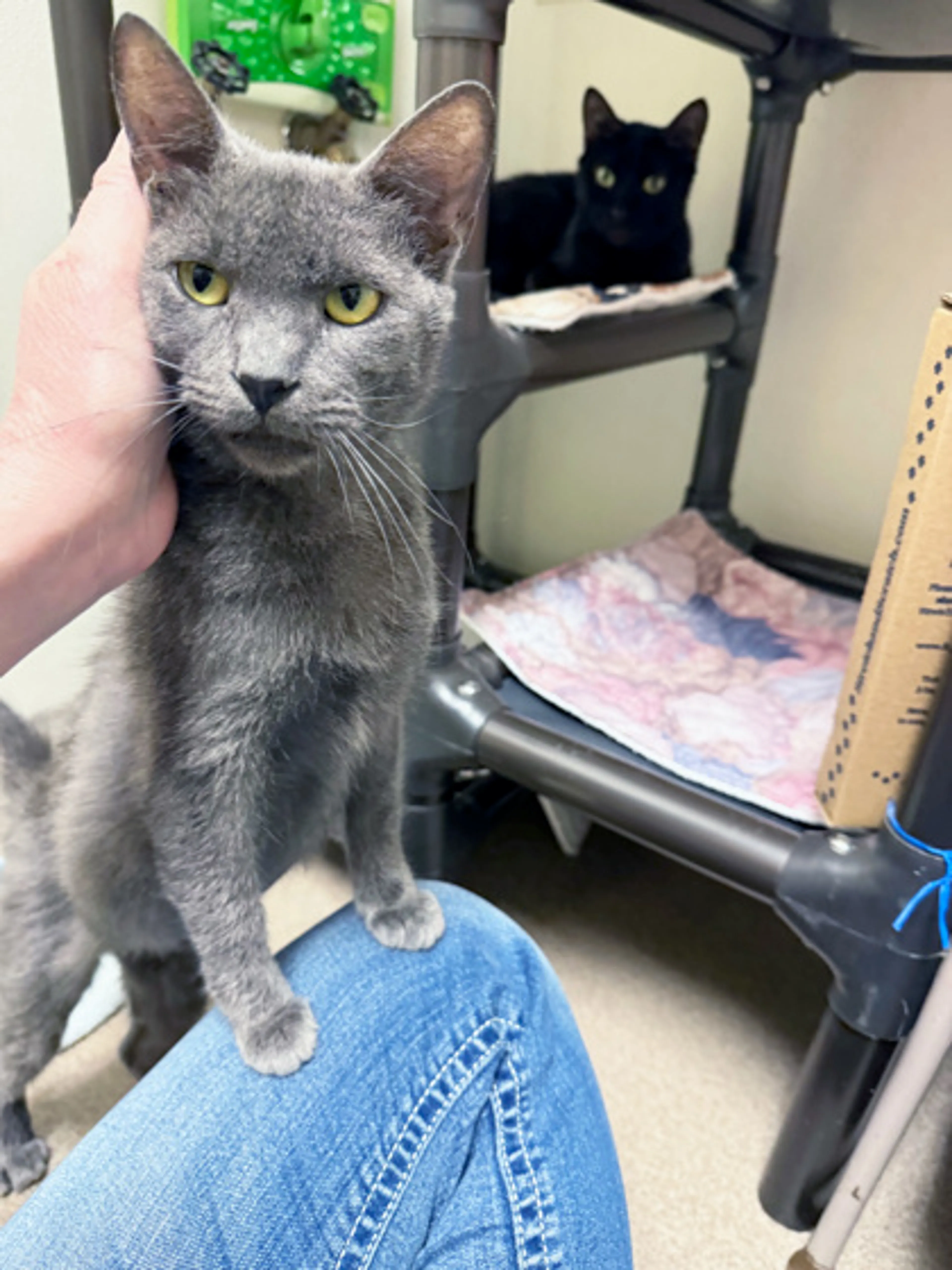 Found pet-1
