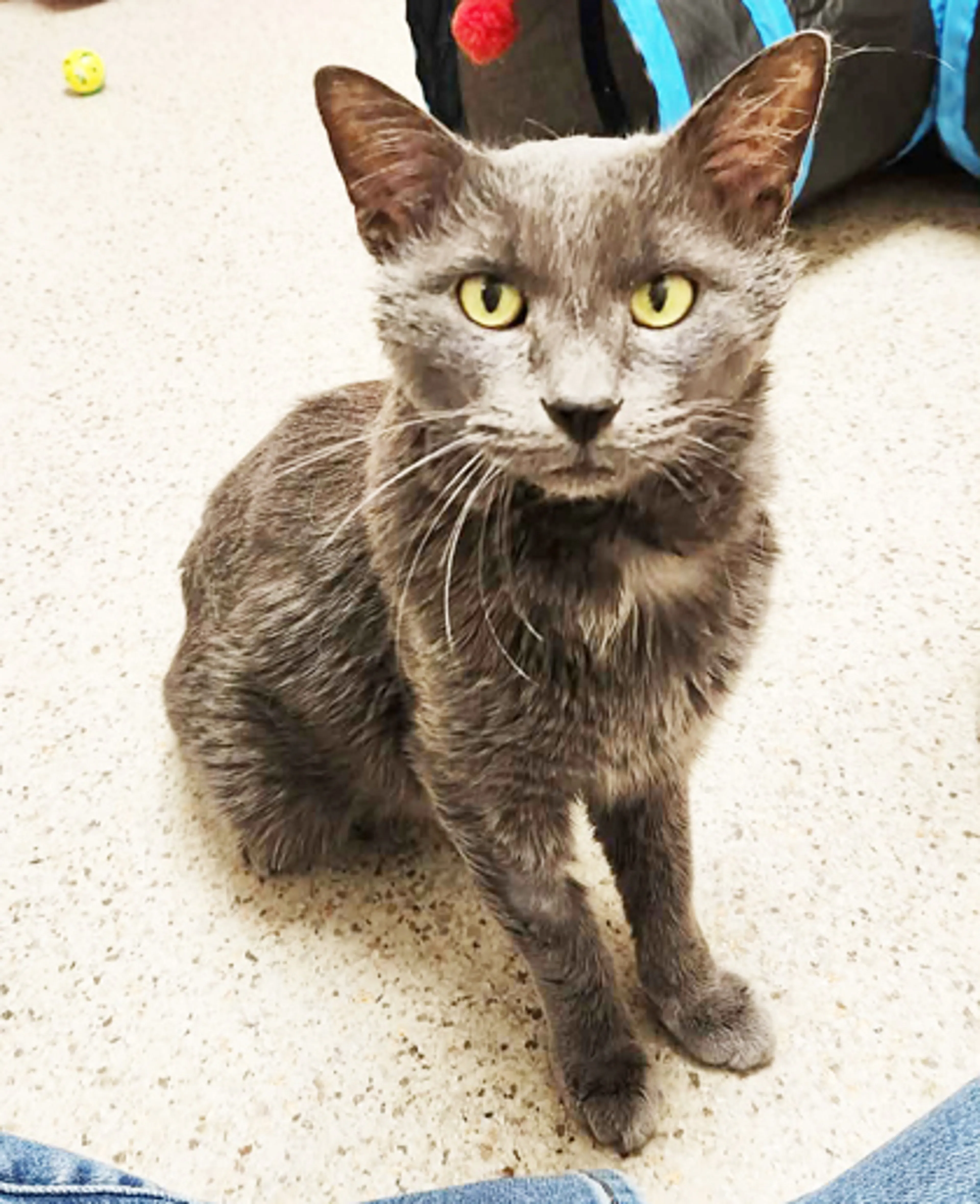 Found pet-2