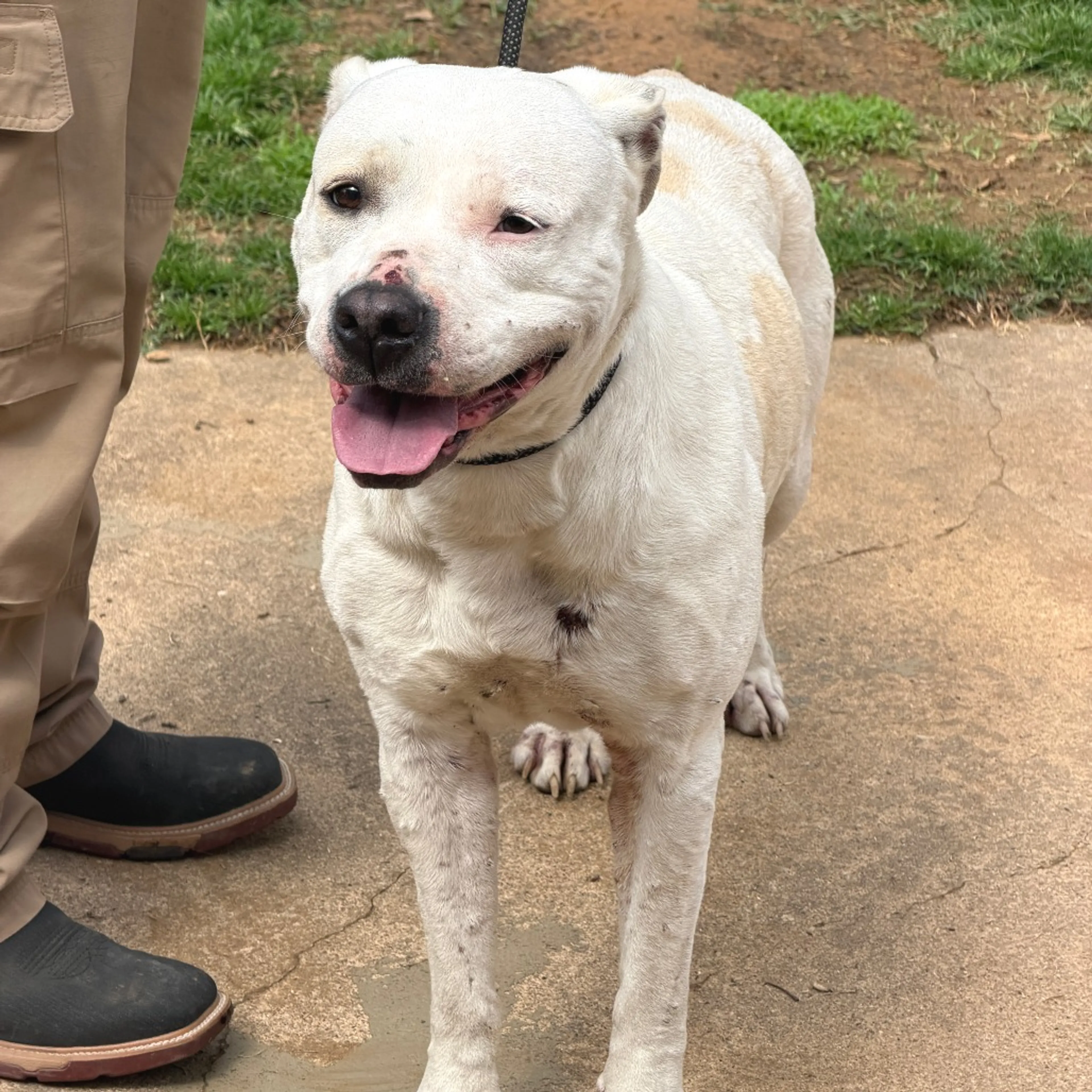 Found pet-1