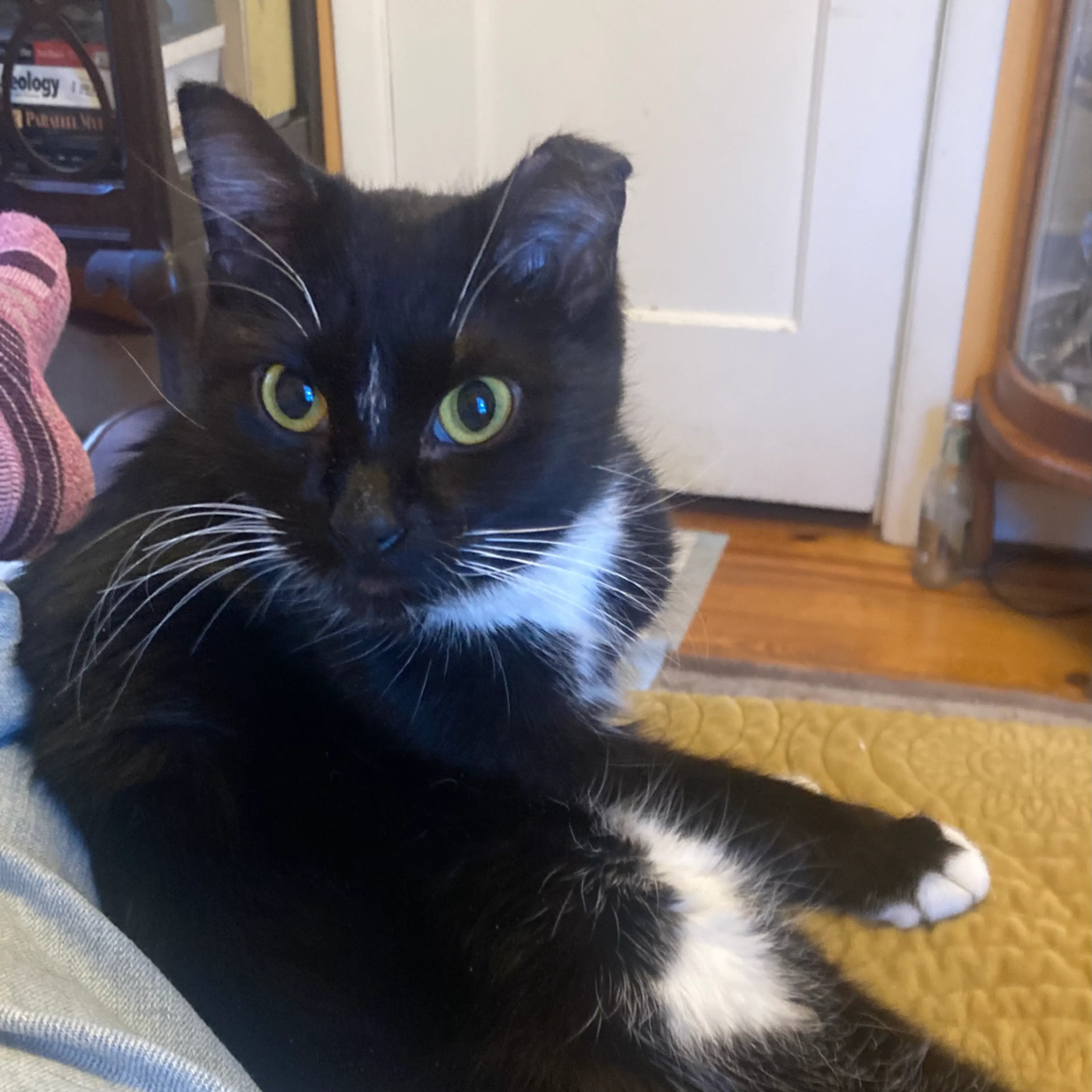 Found pet-1