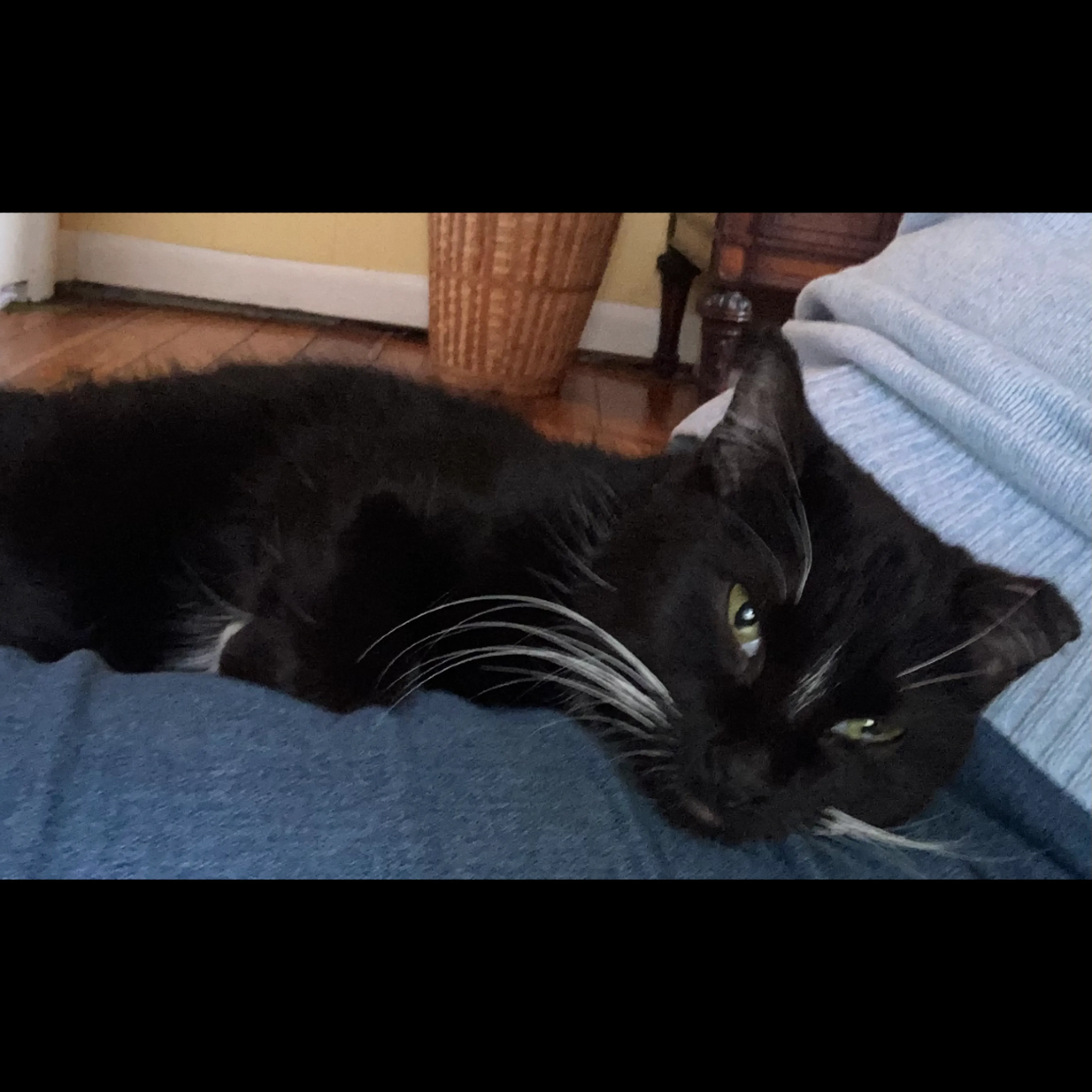 Found pet-2
