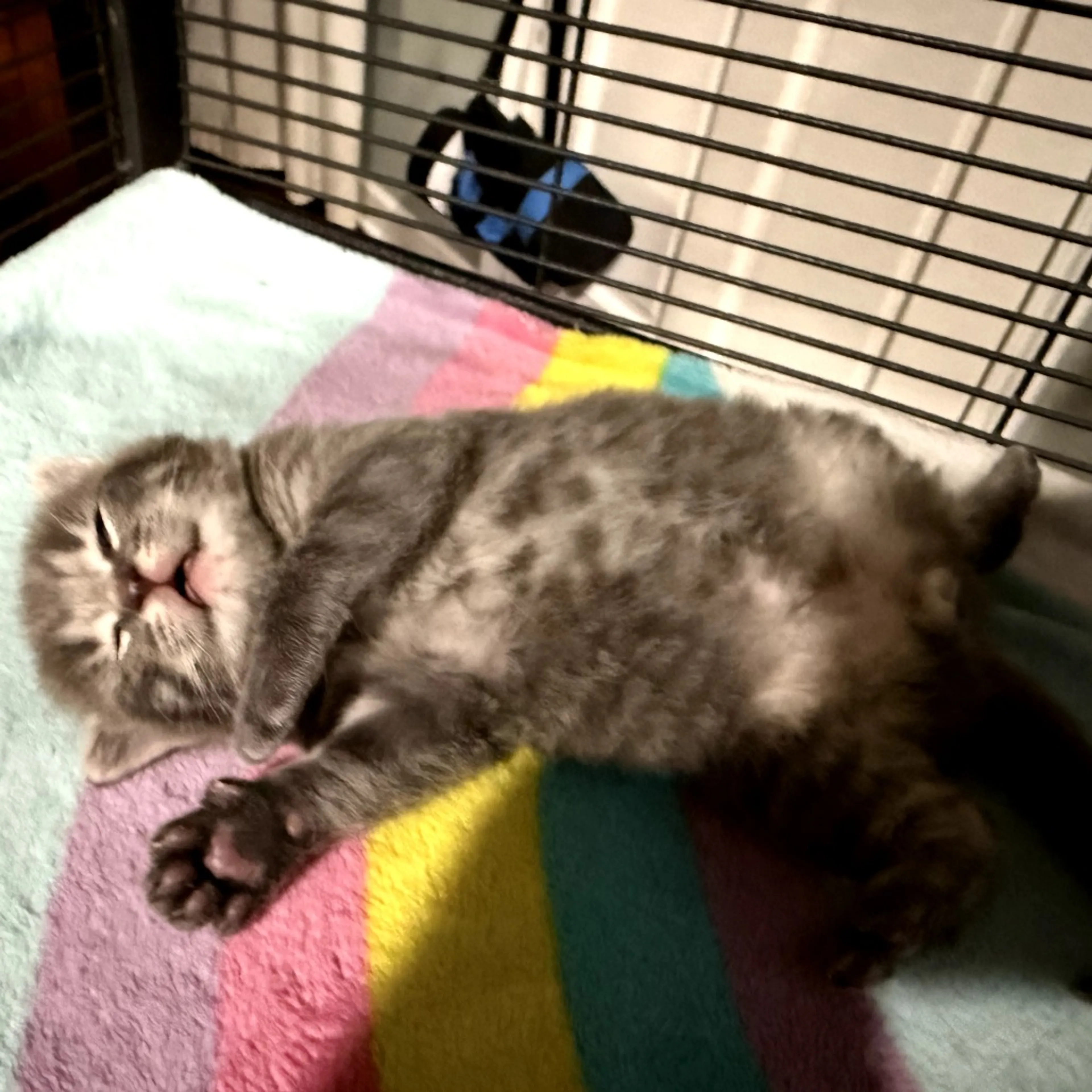 Found pet