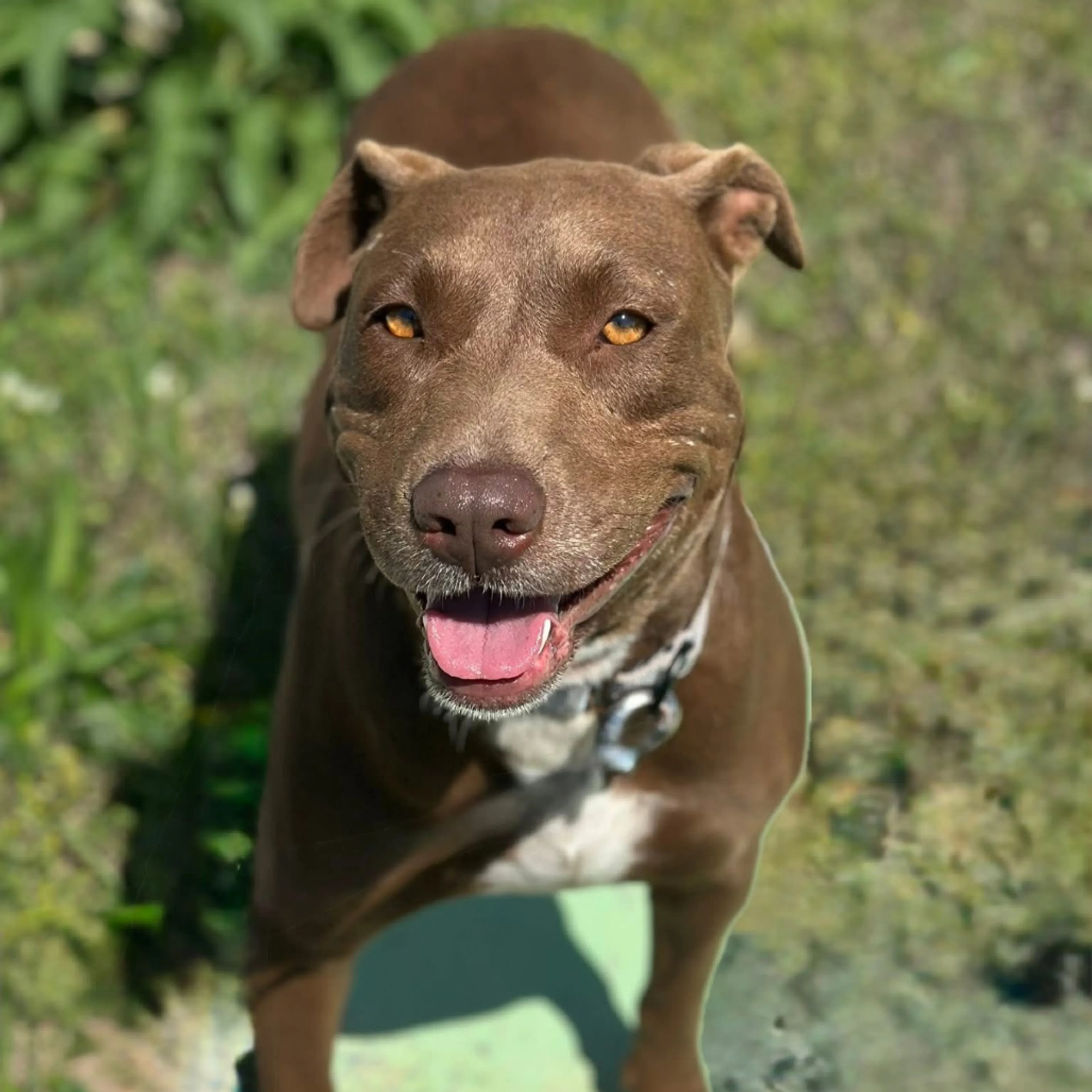 Found pet-5