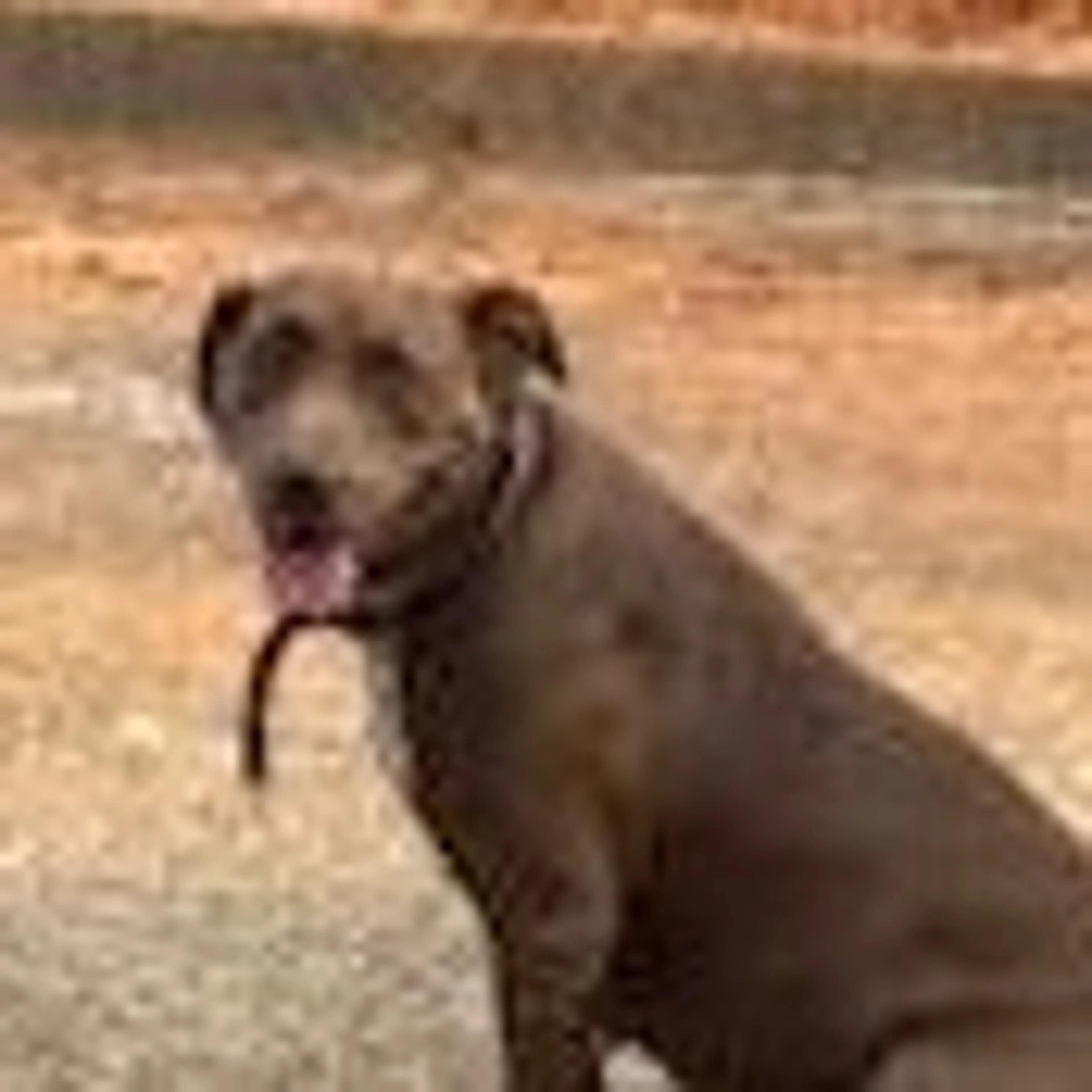 Found pet-1