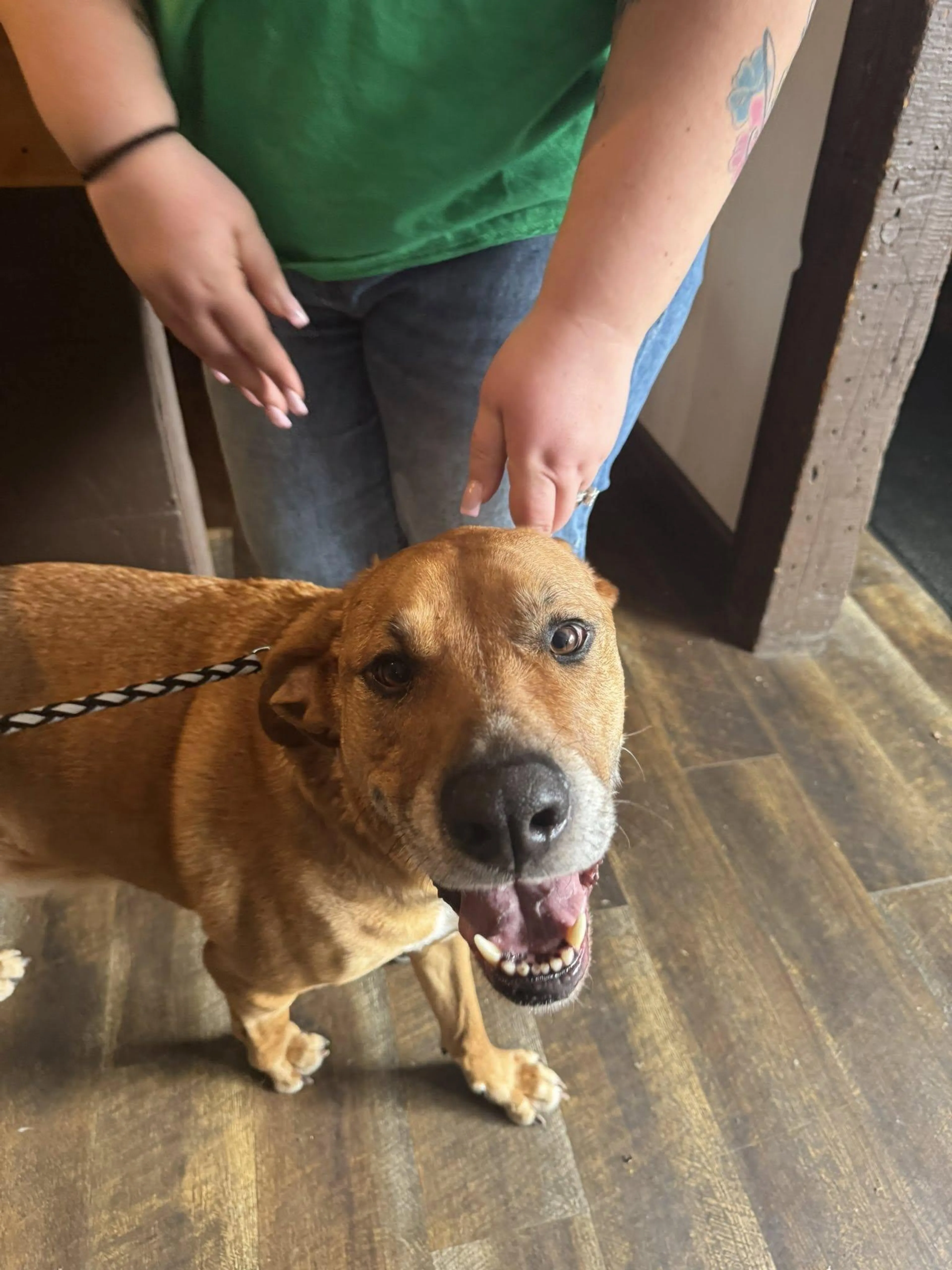 Found pet-1