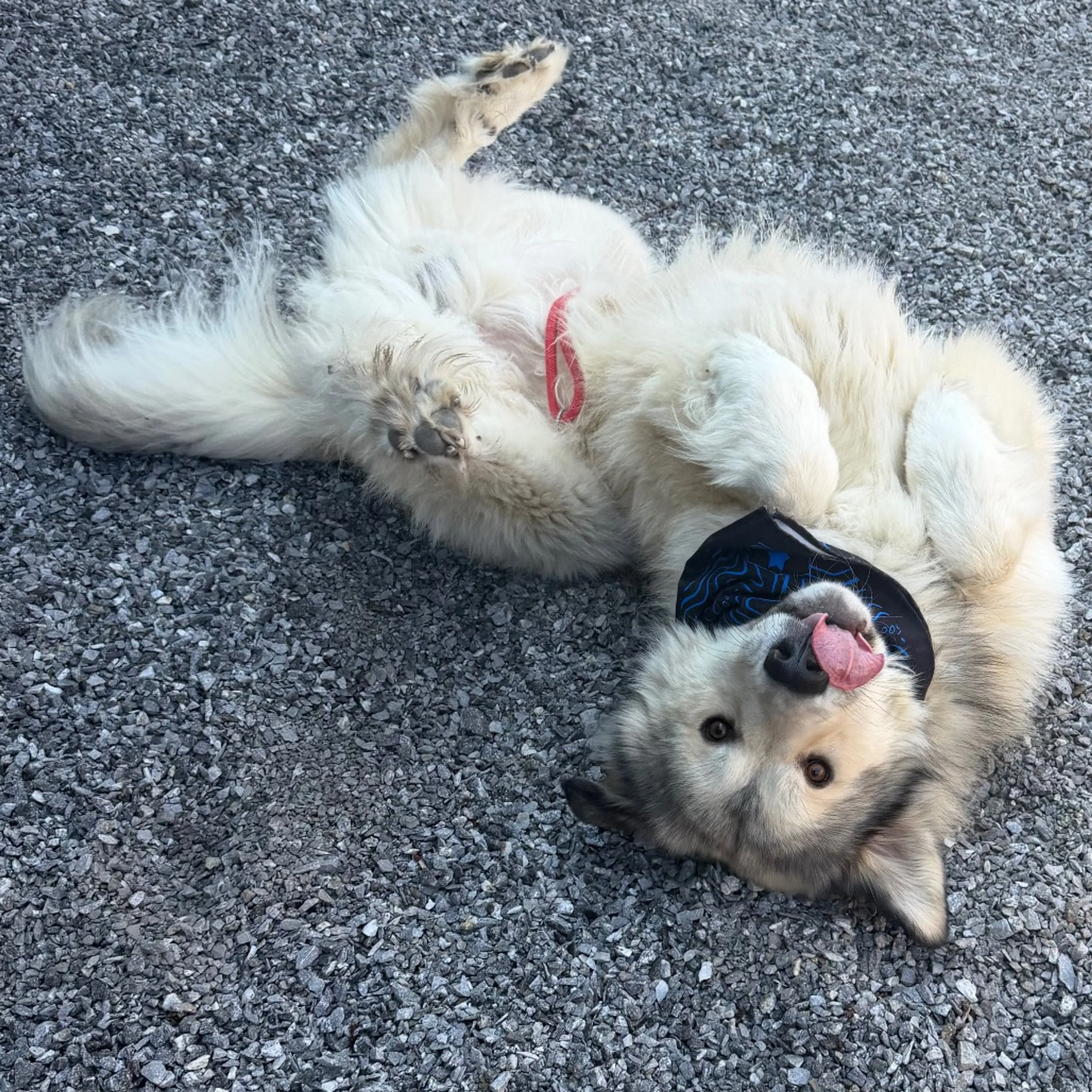 Found pet-2