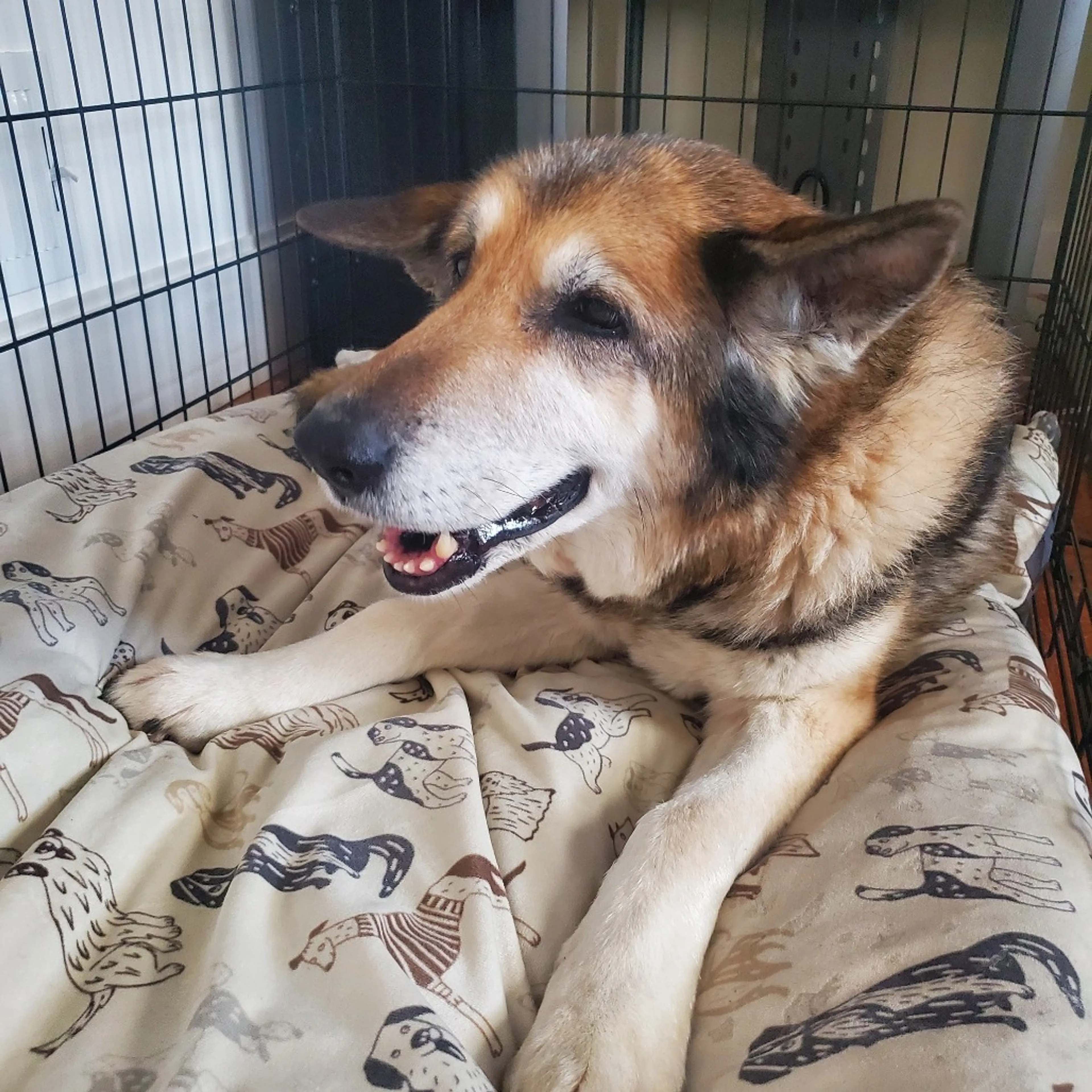 Found pet-14