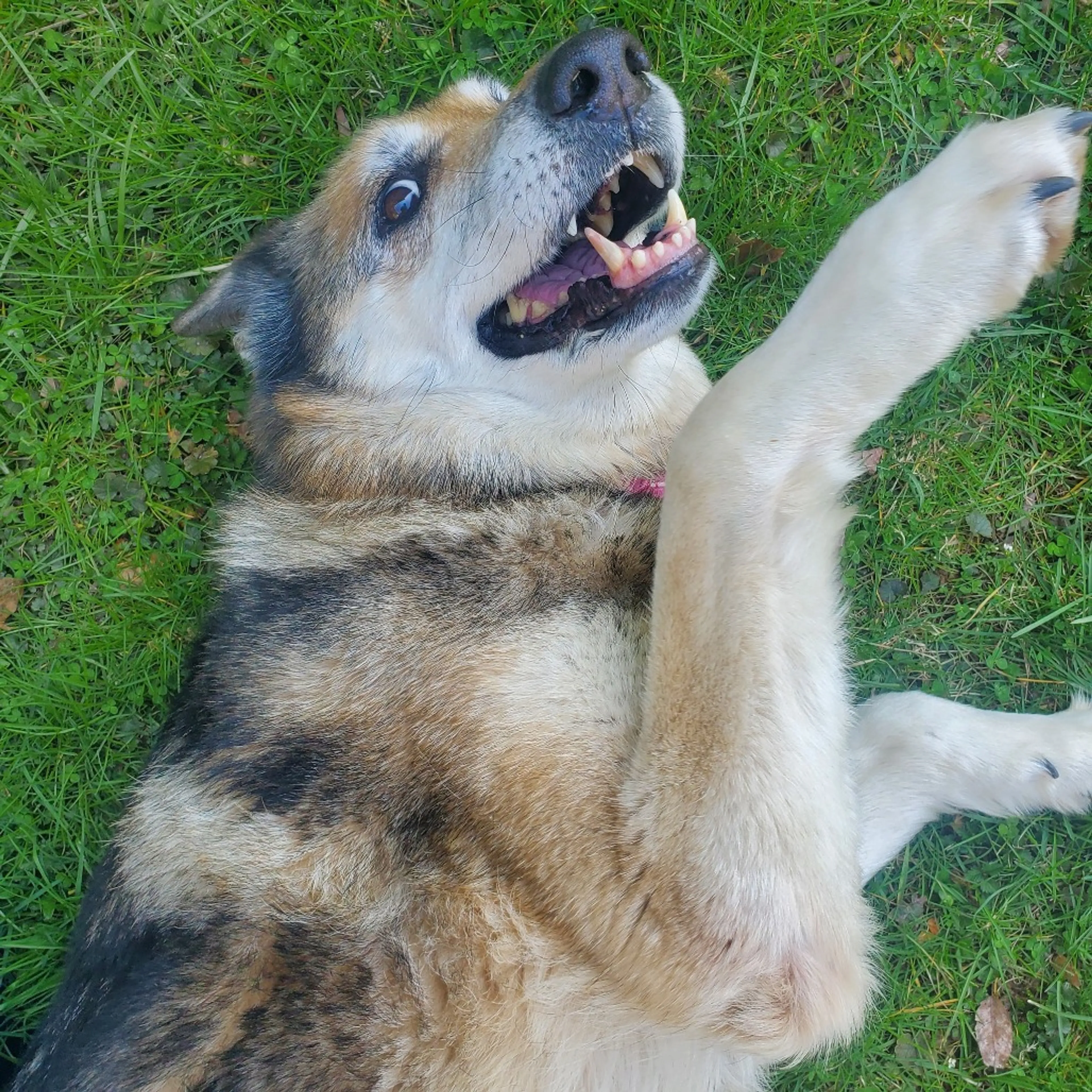 Found pet-20