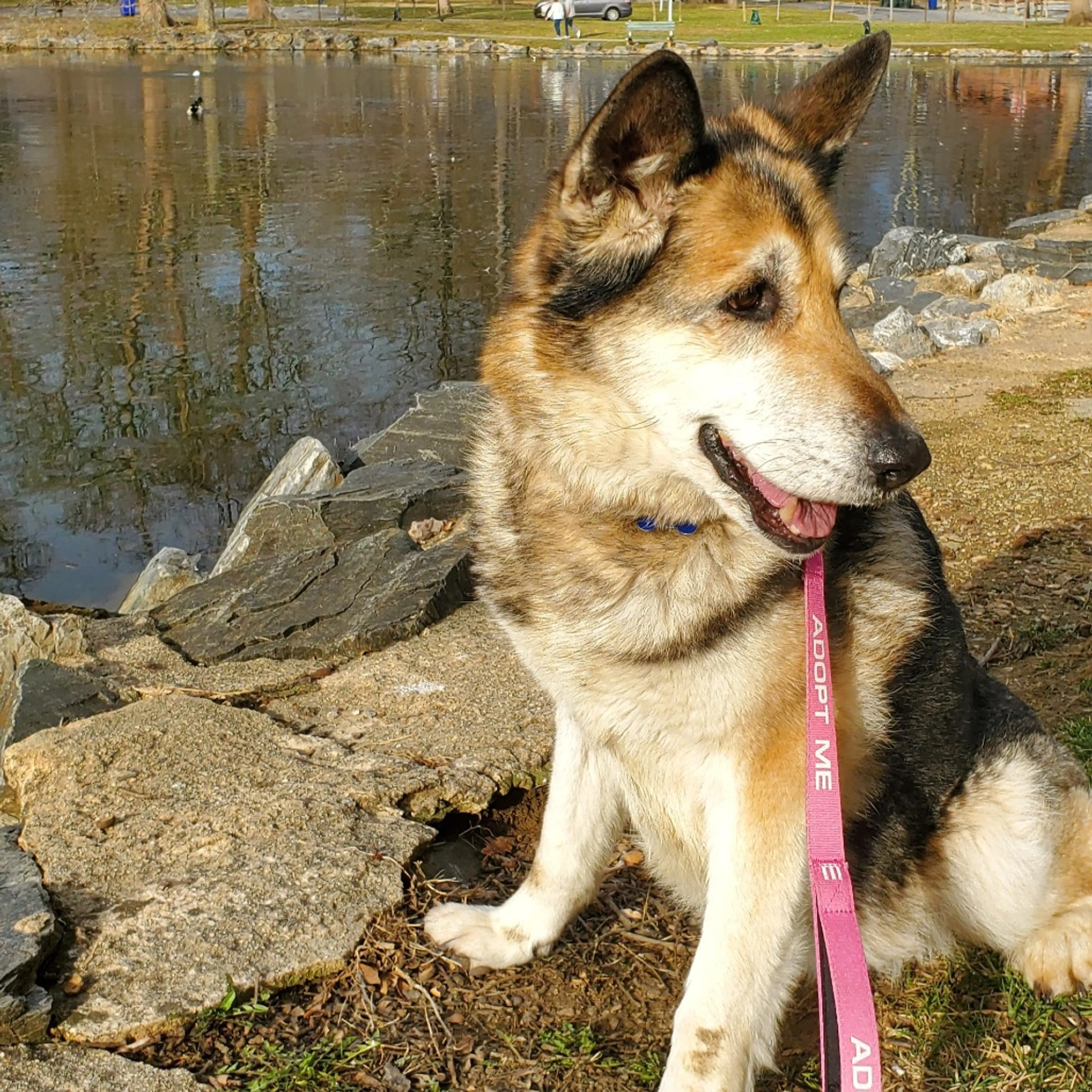 Found pet-5