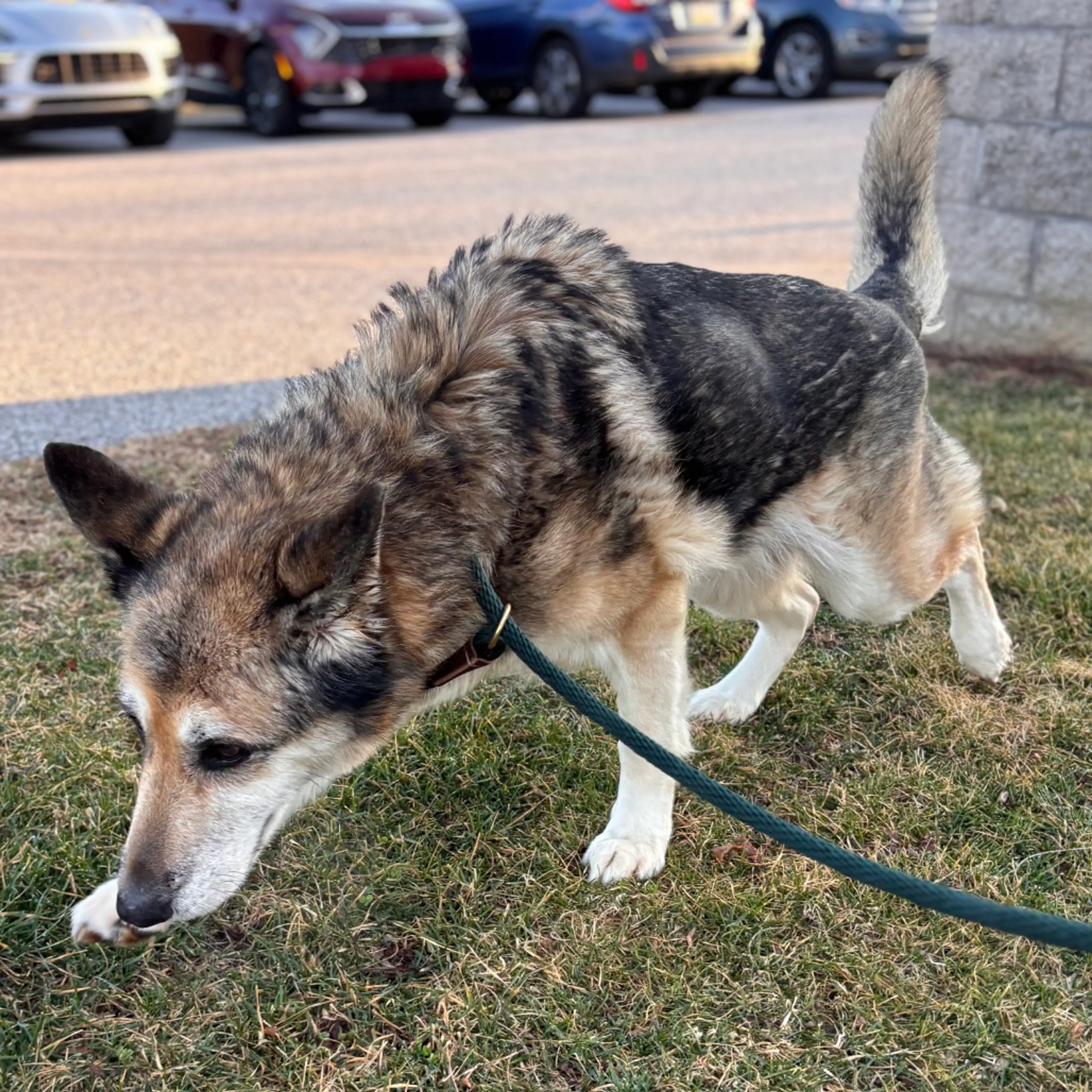 Found pet-4