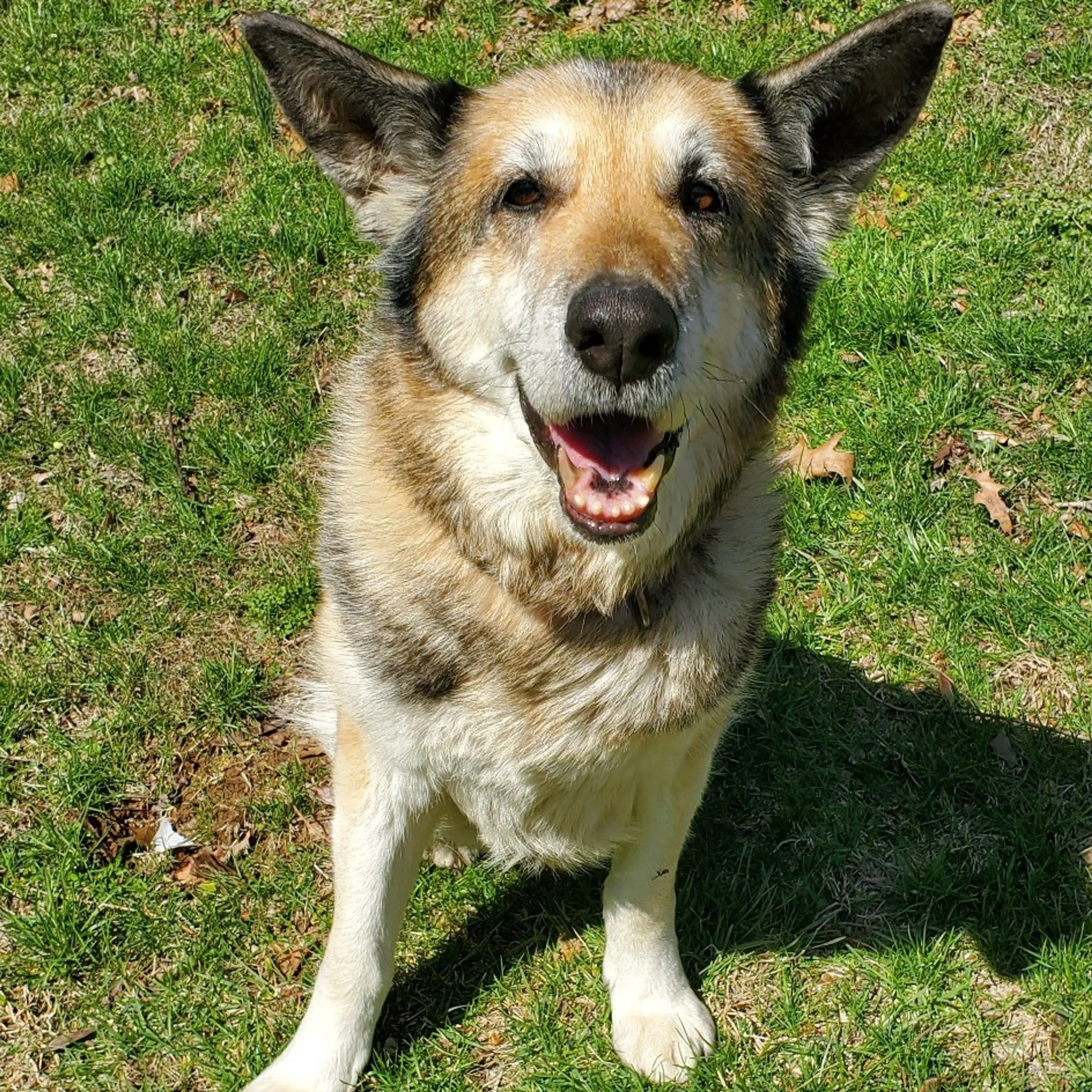 Found pet-13