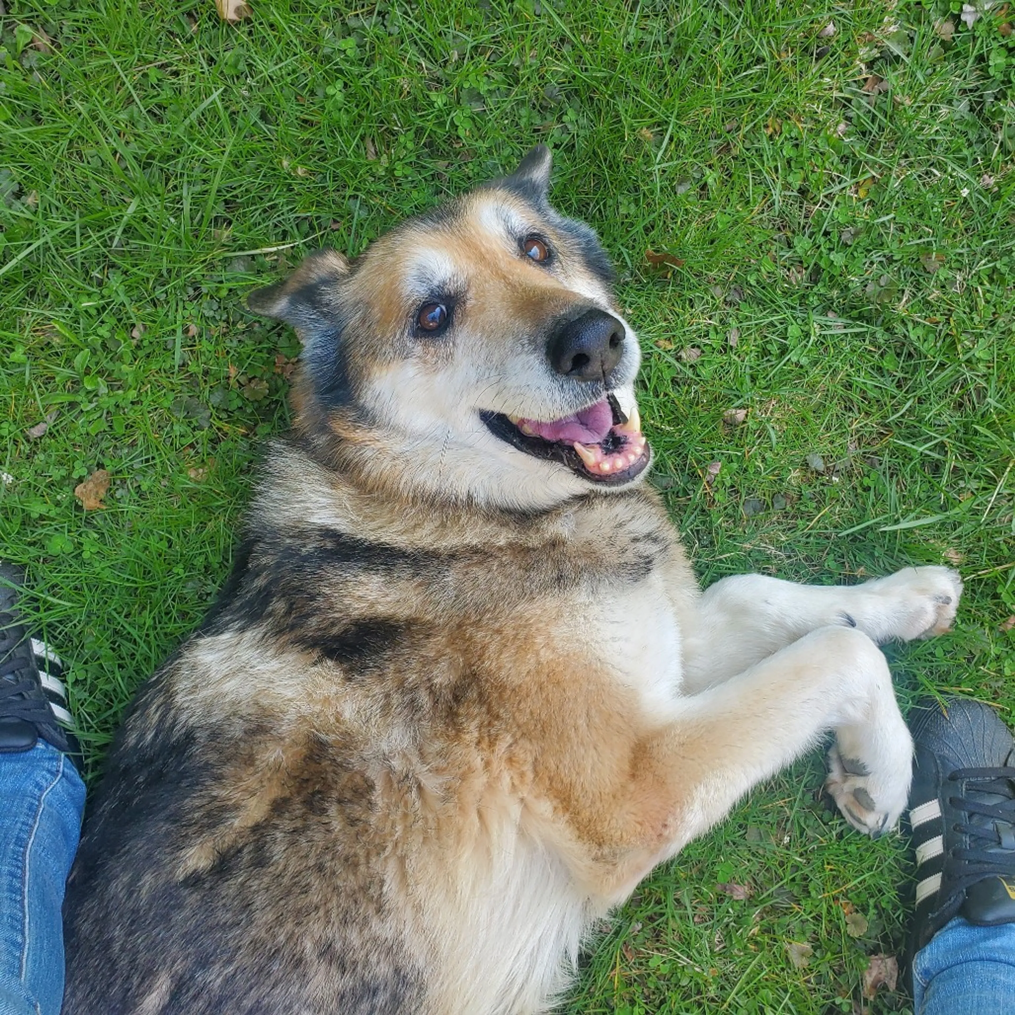 Found pet-16