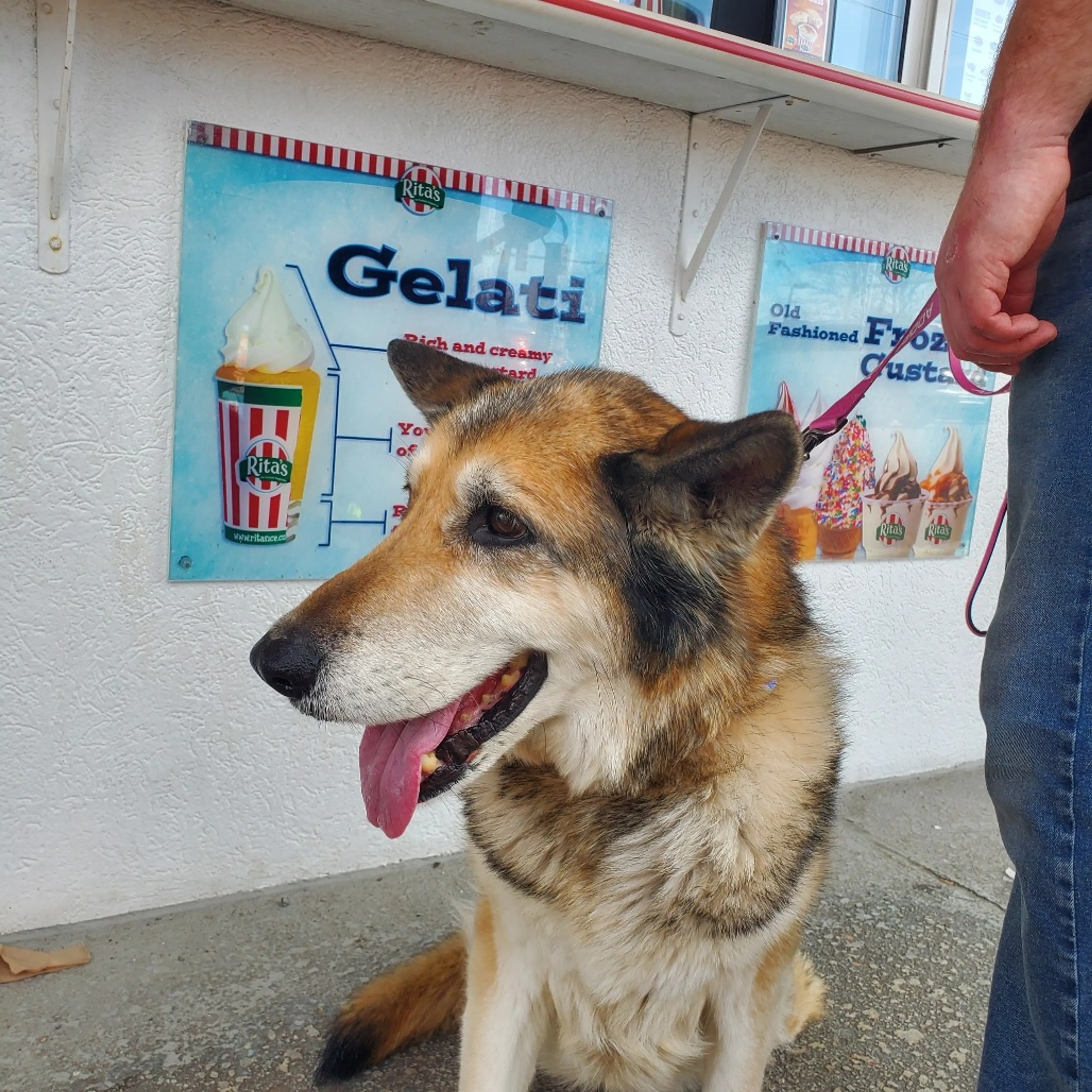 Found pet-17