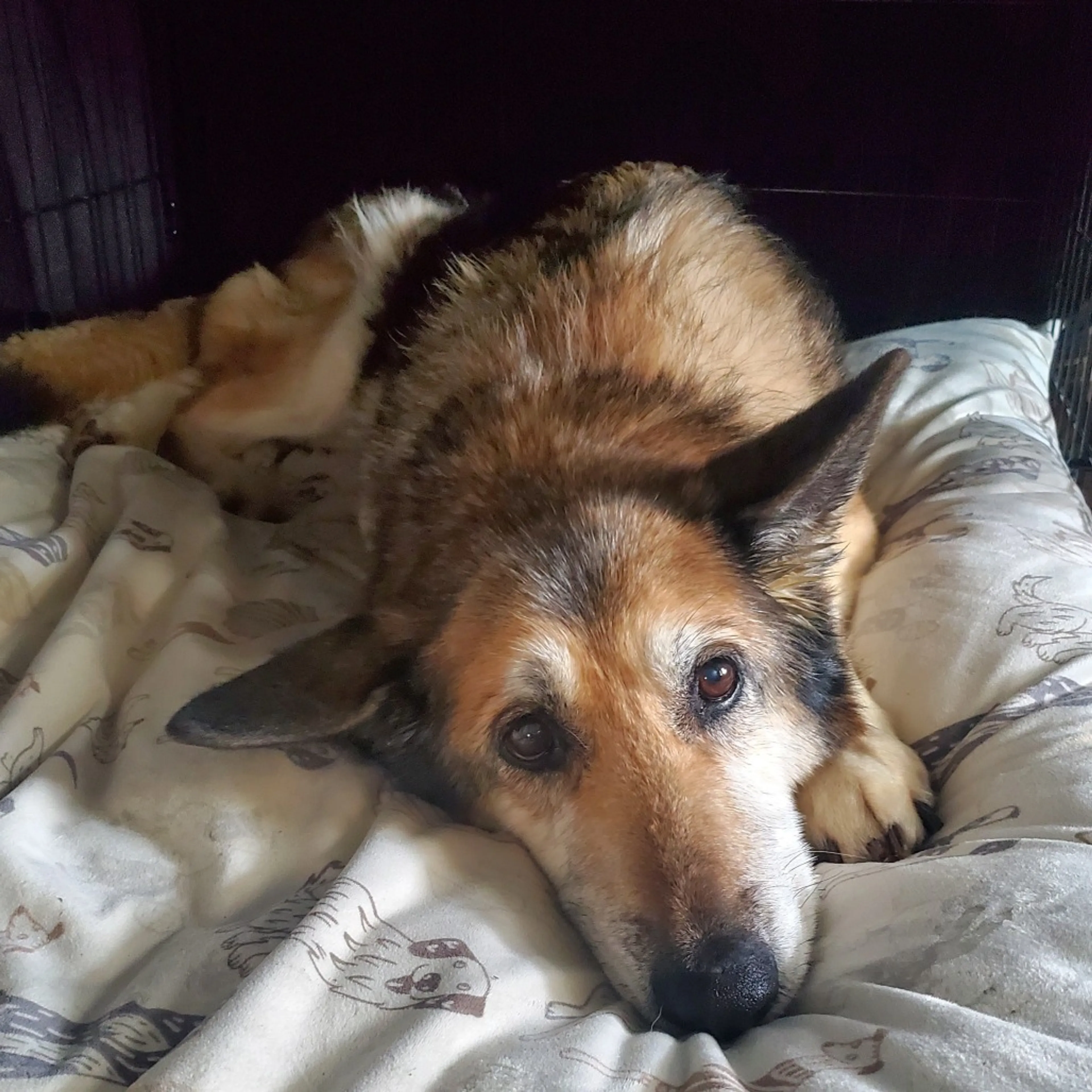 Found pet-8