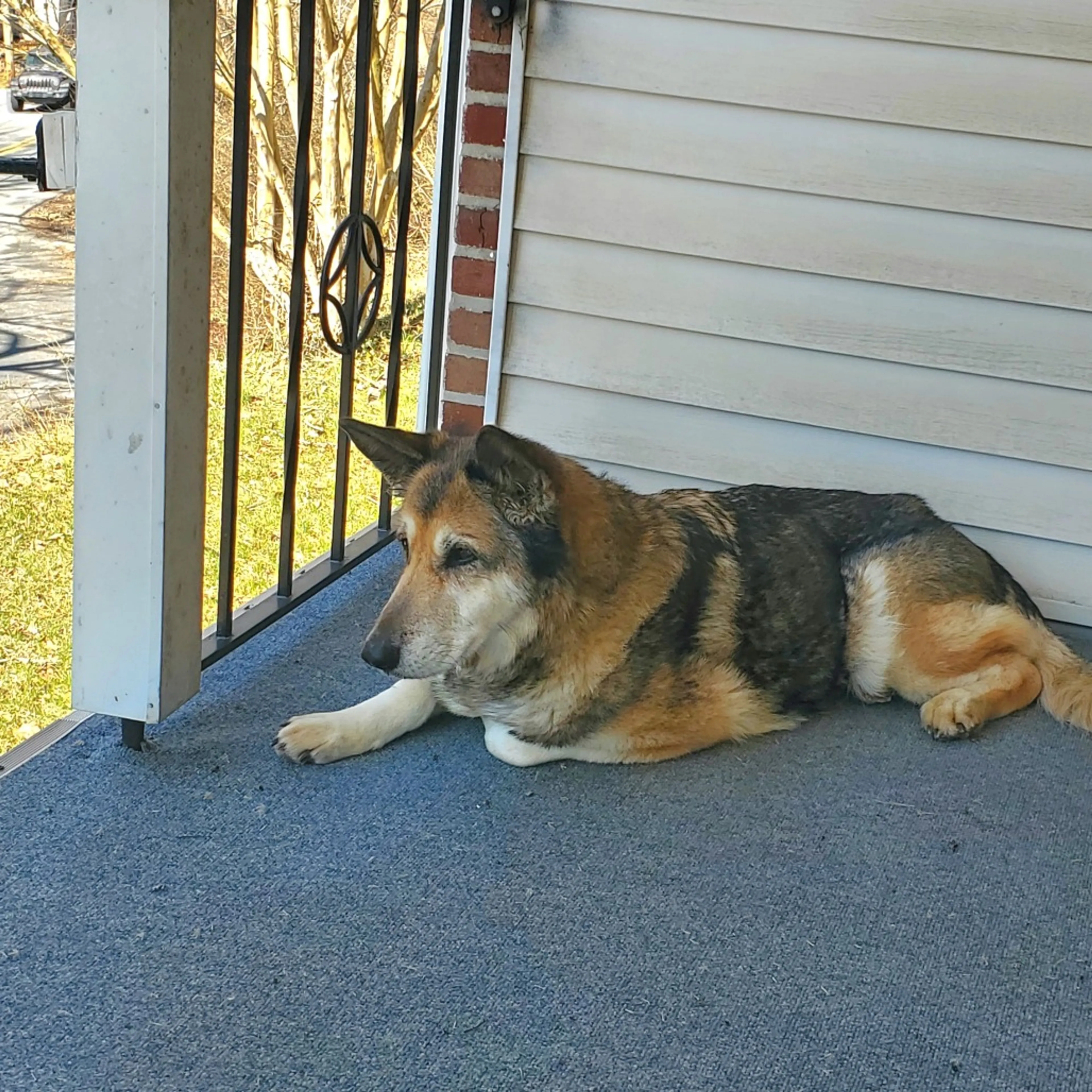 Found pet-9