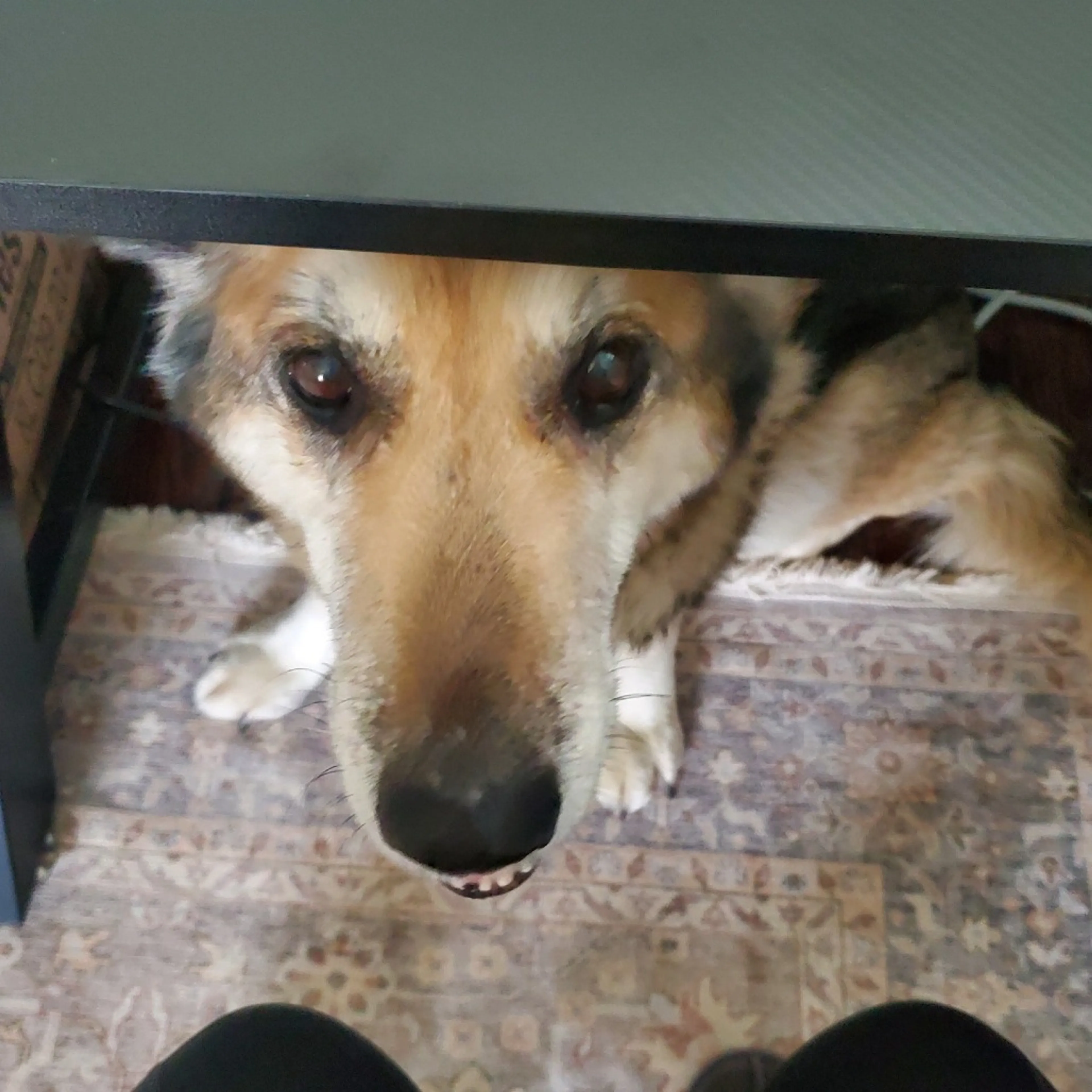 Found pet-18