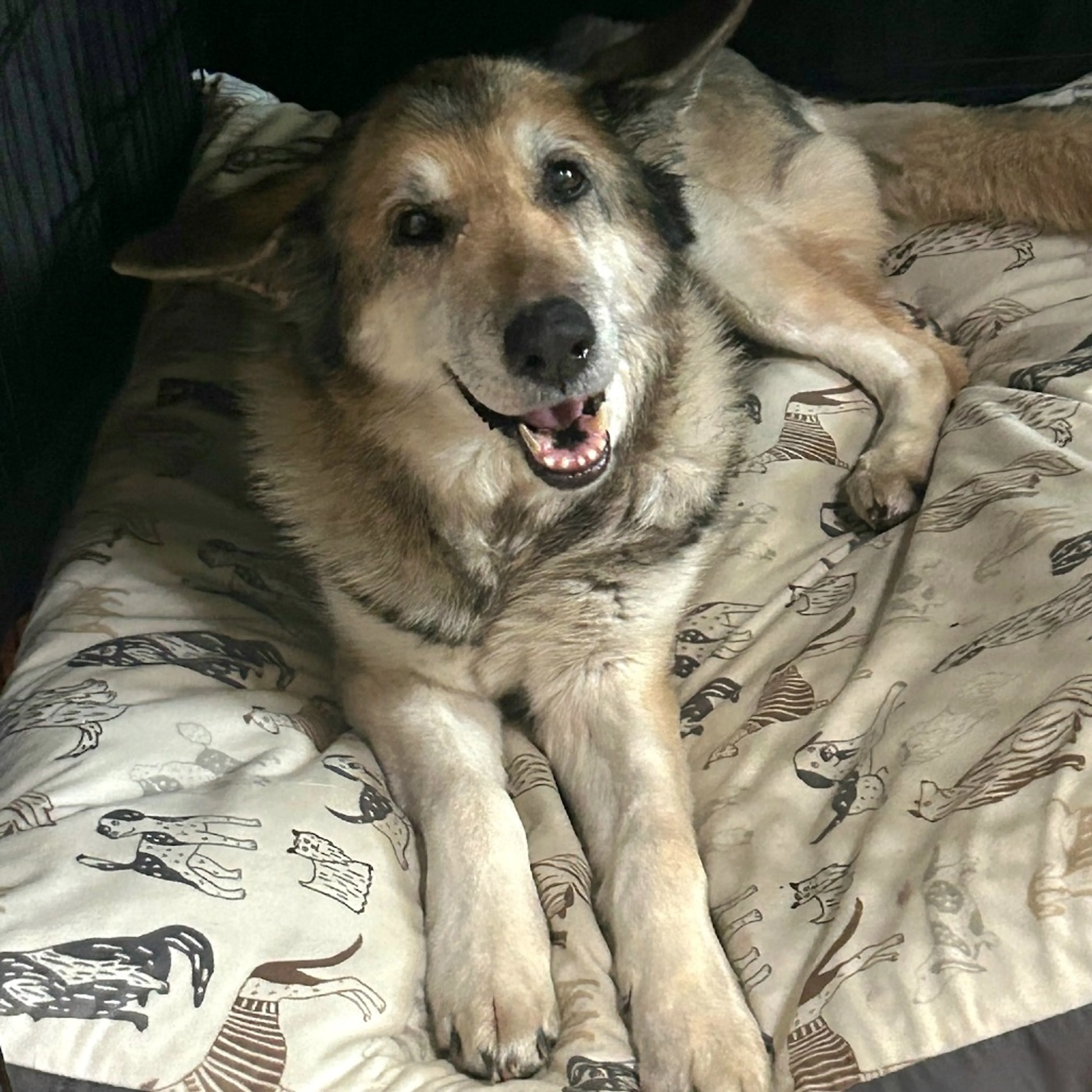 Found pet-11