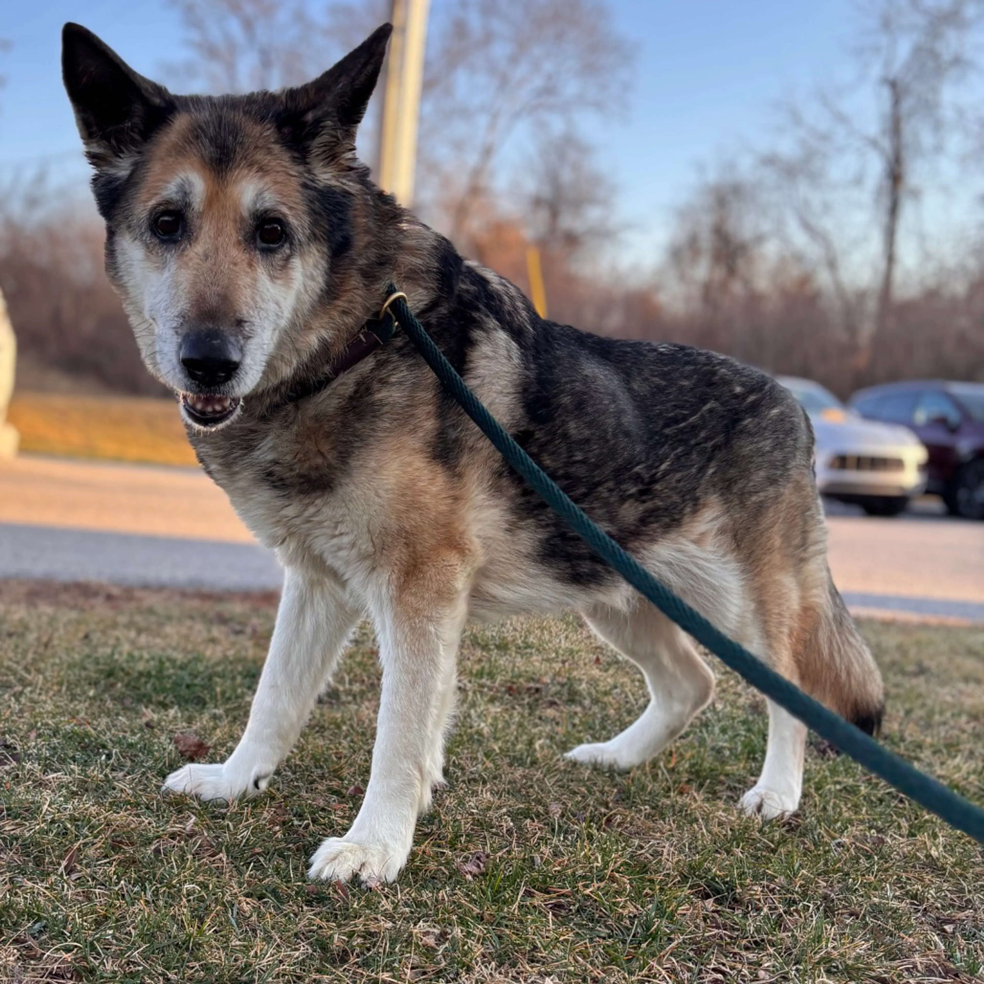 Found pet-3