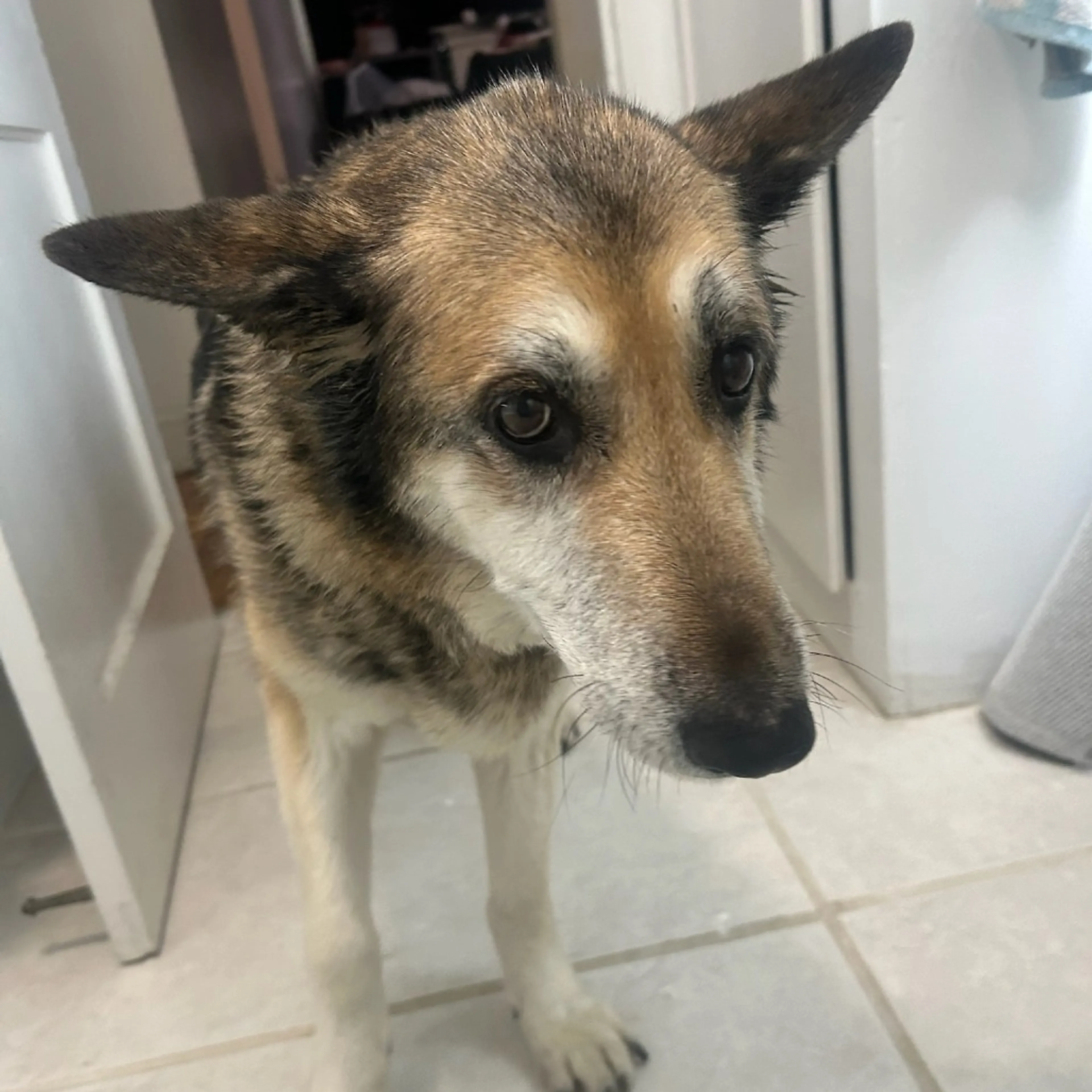 Found pet-10