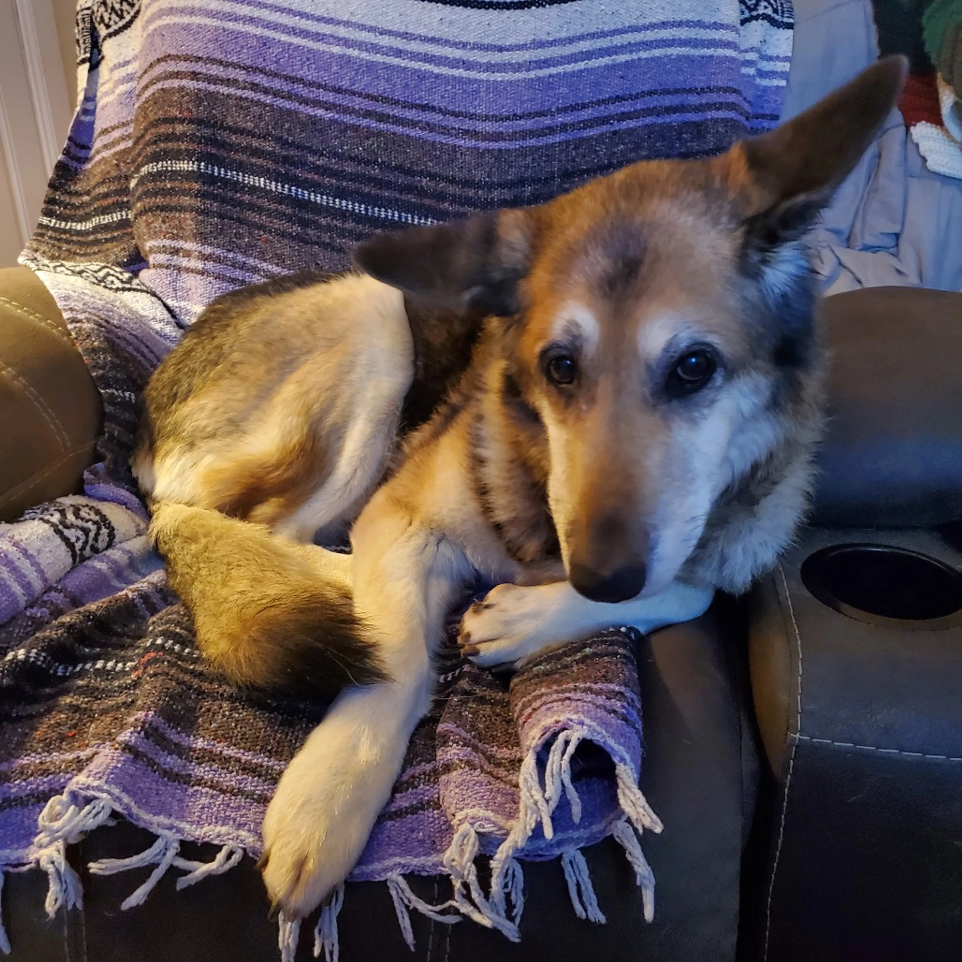 Found pet-6
