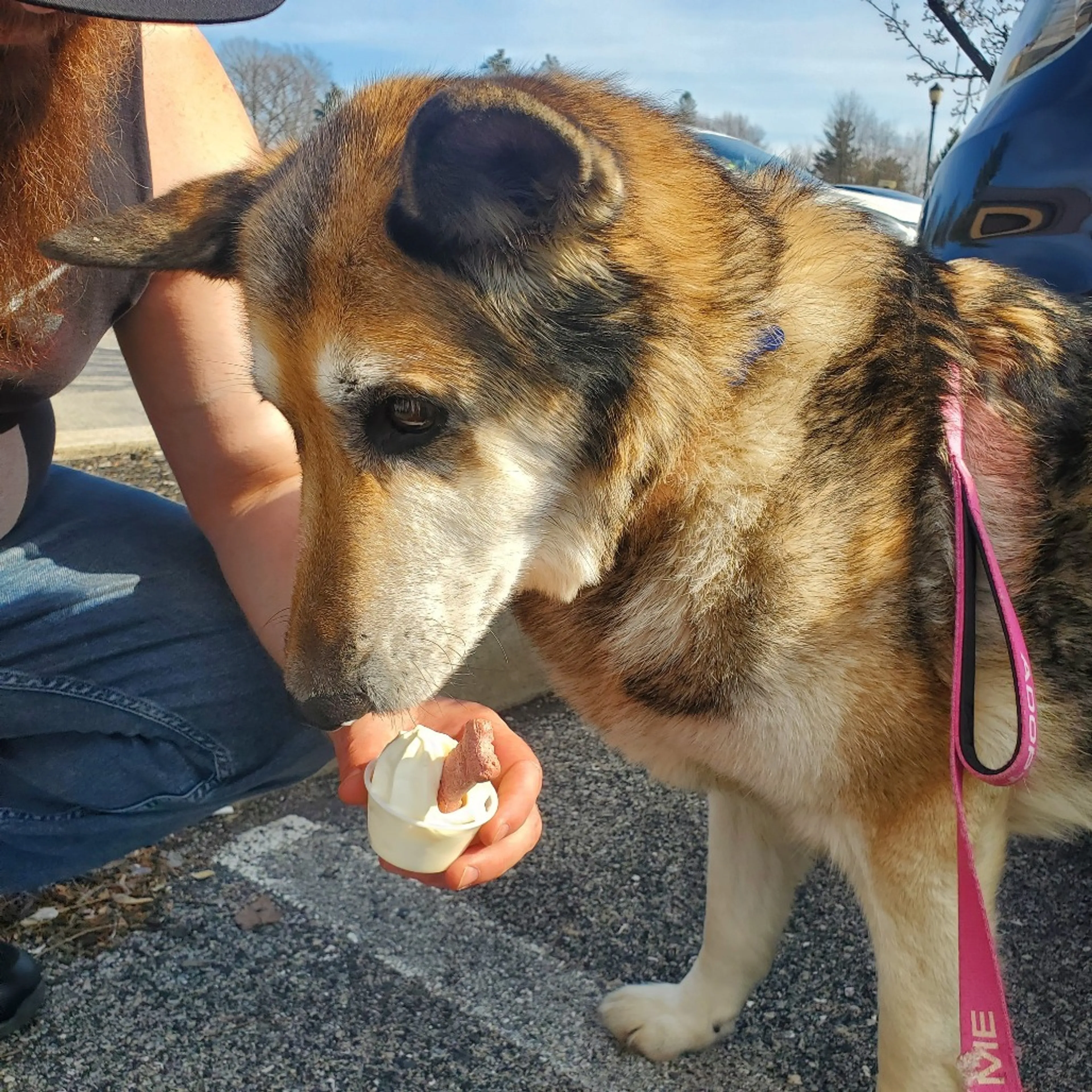 Found pet-12