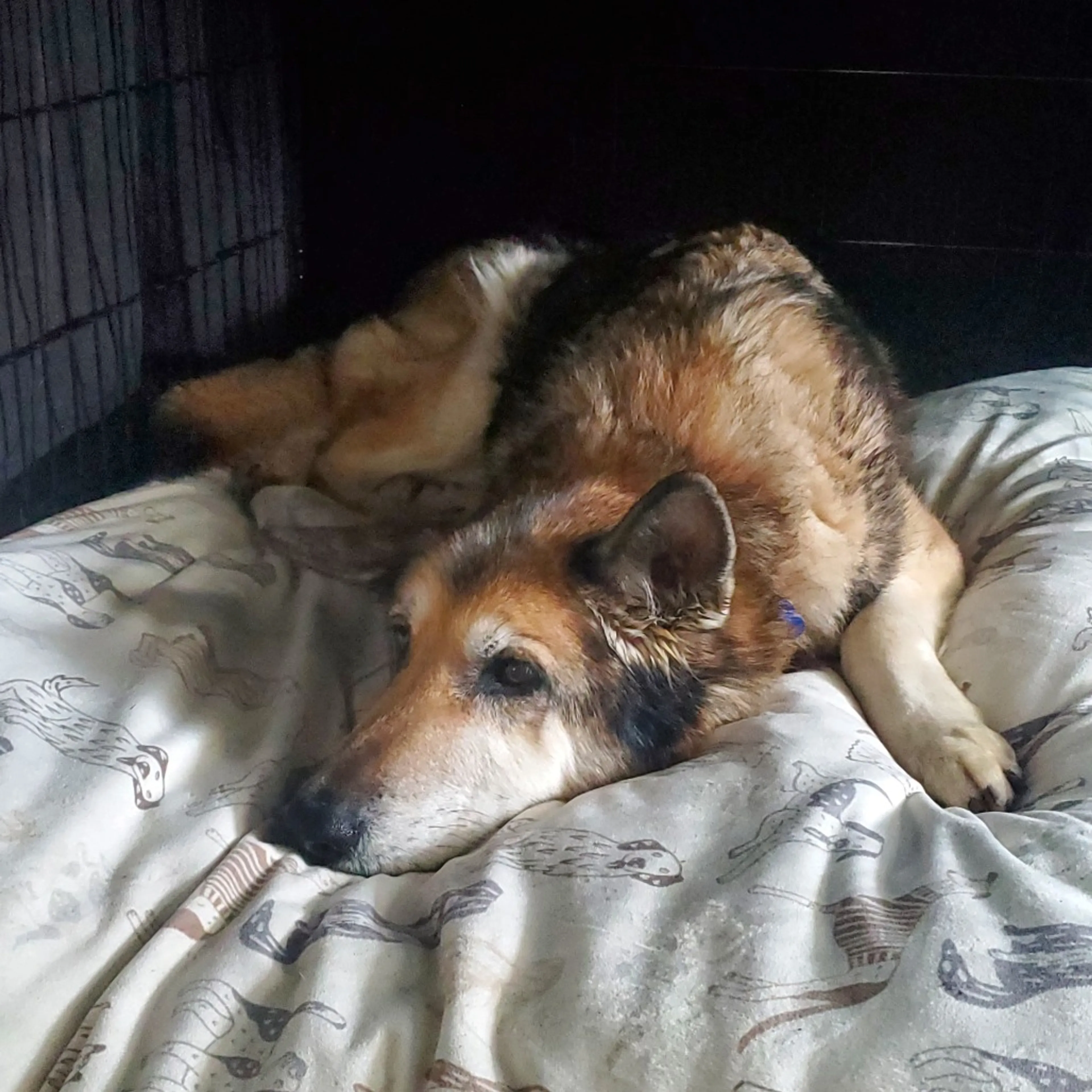 Found pet-7