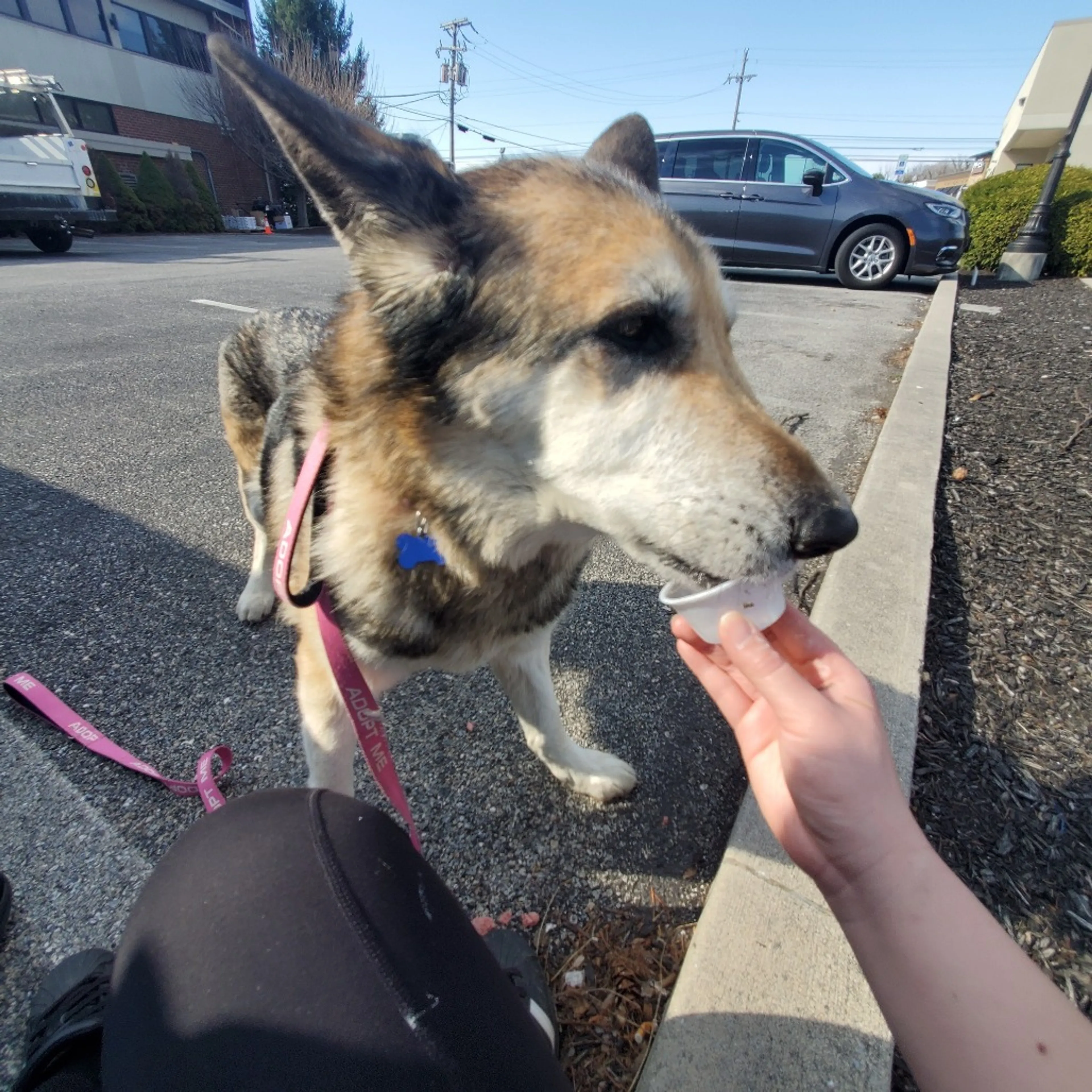 Found pet-19