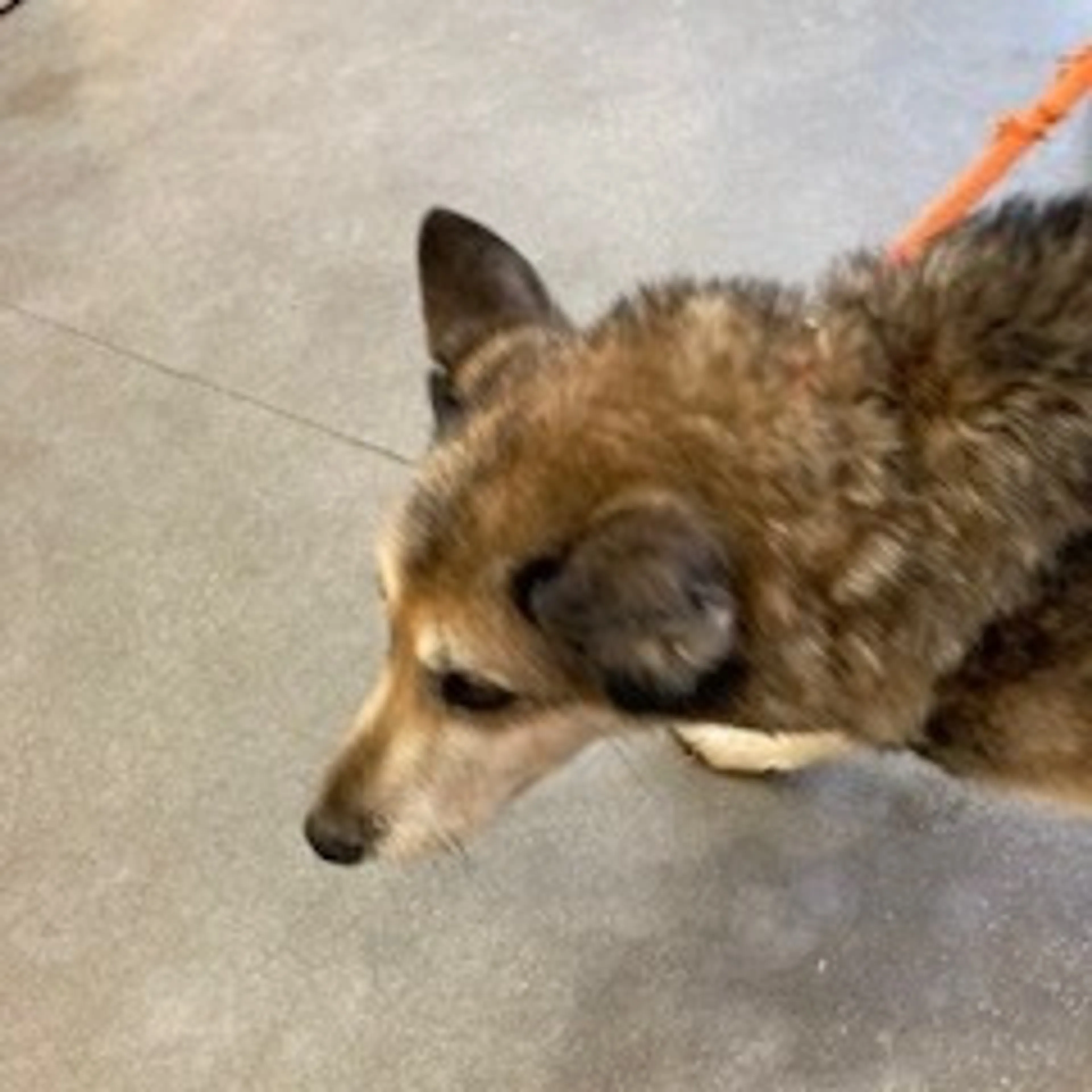 Found pet-1
