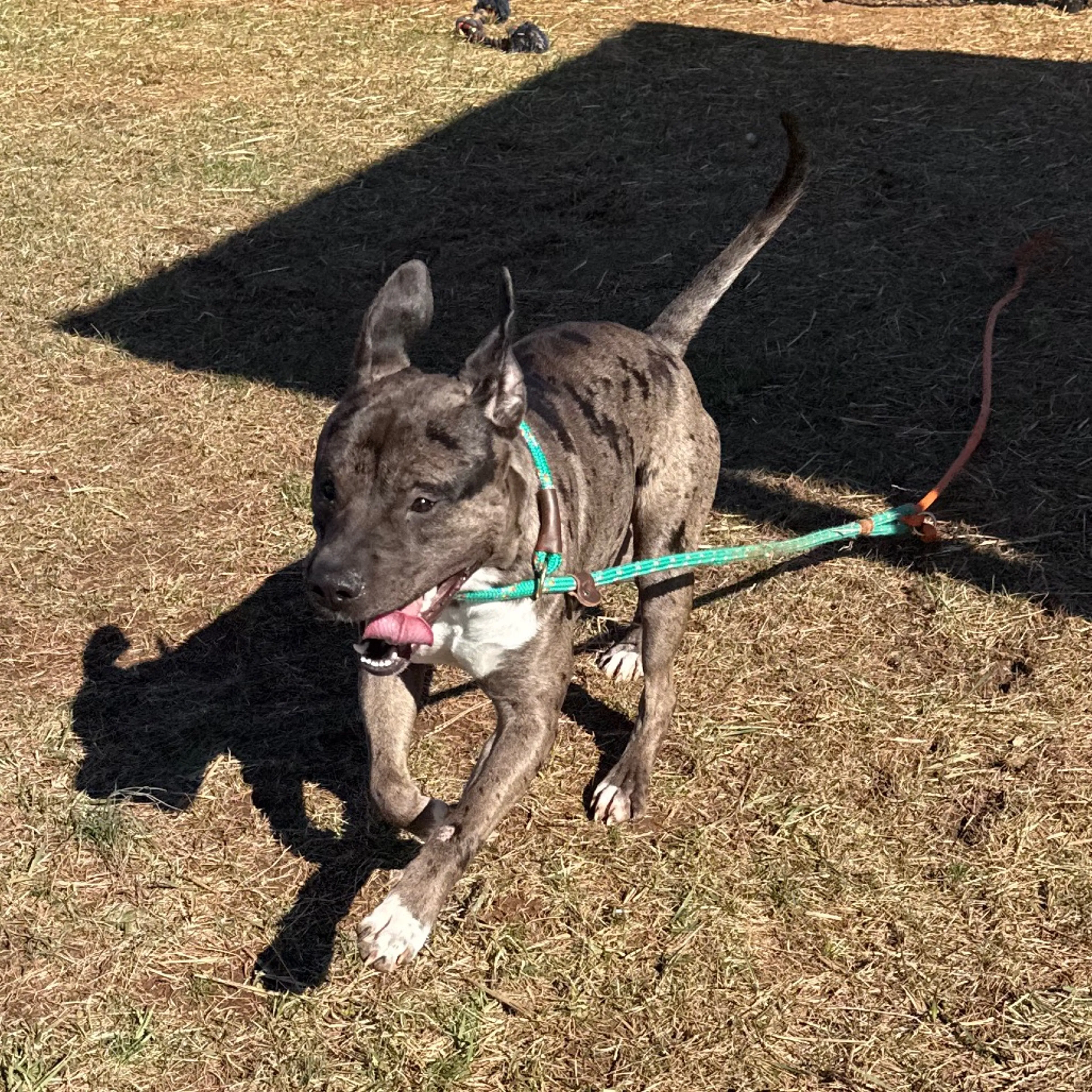 Found pet-11