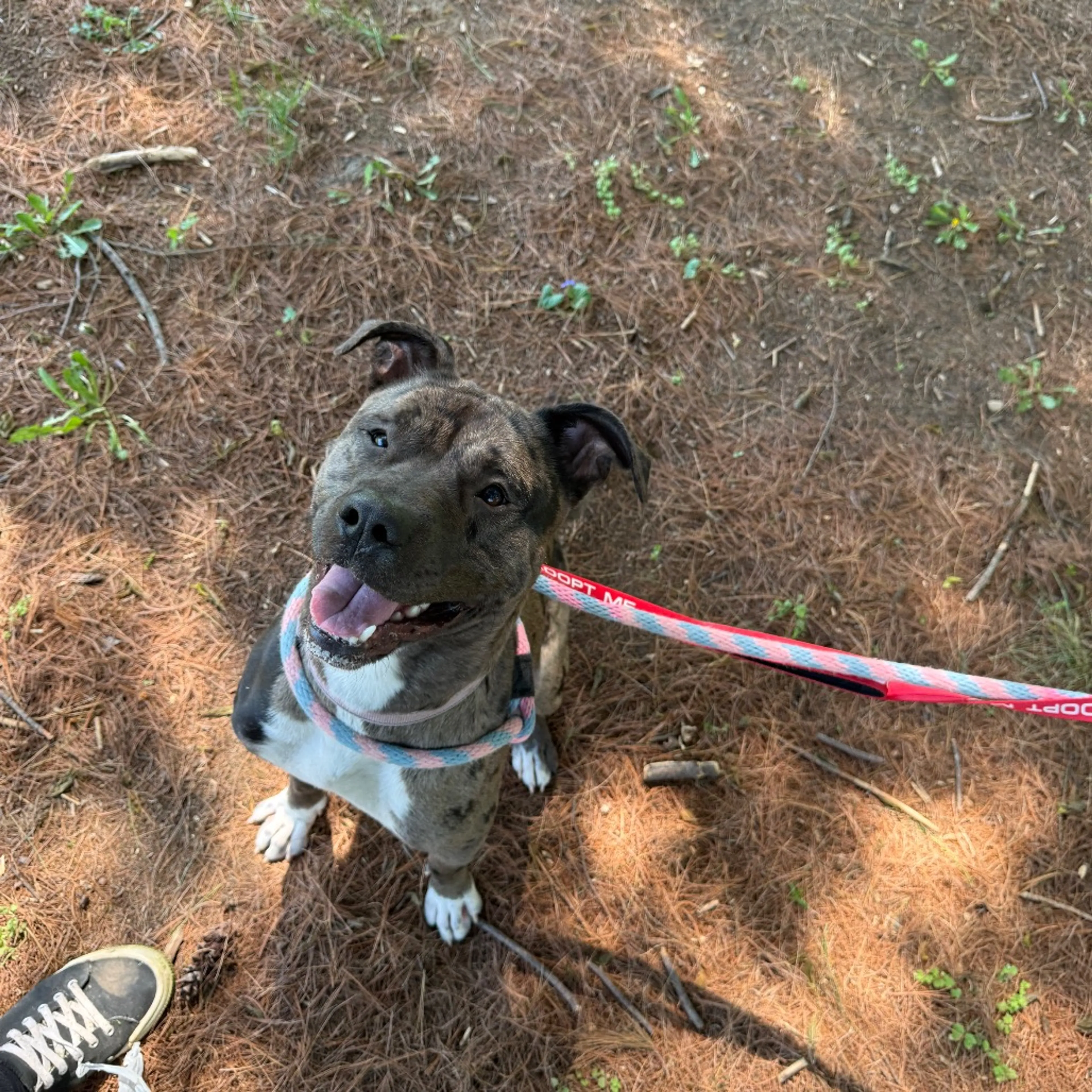 Found pet-26