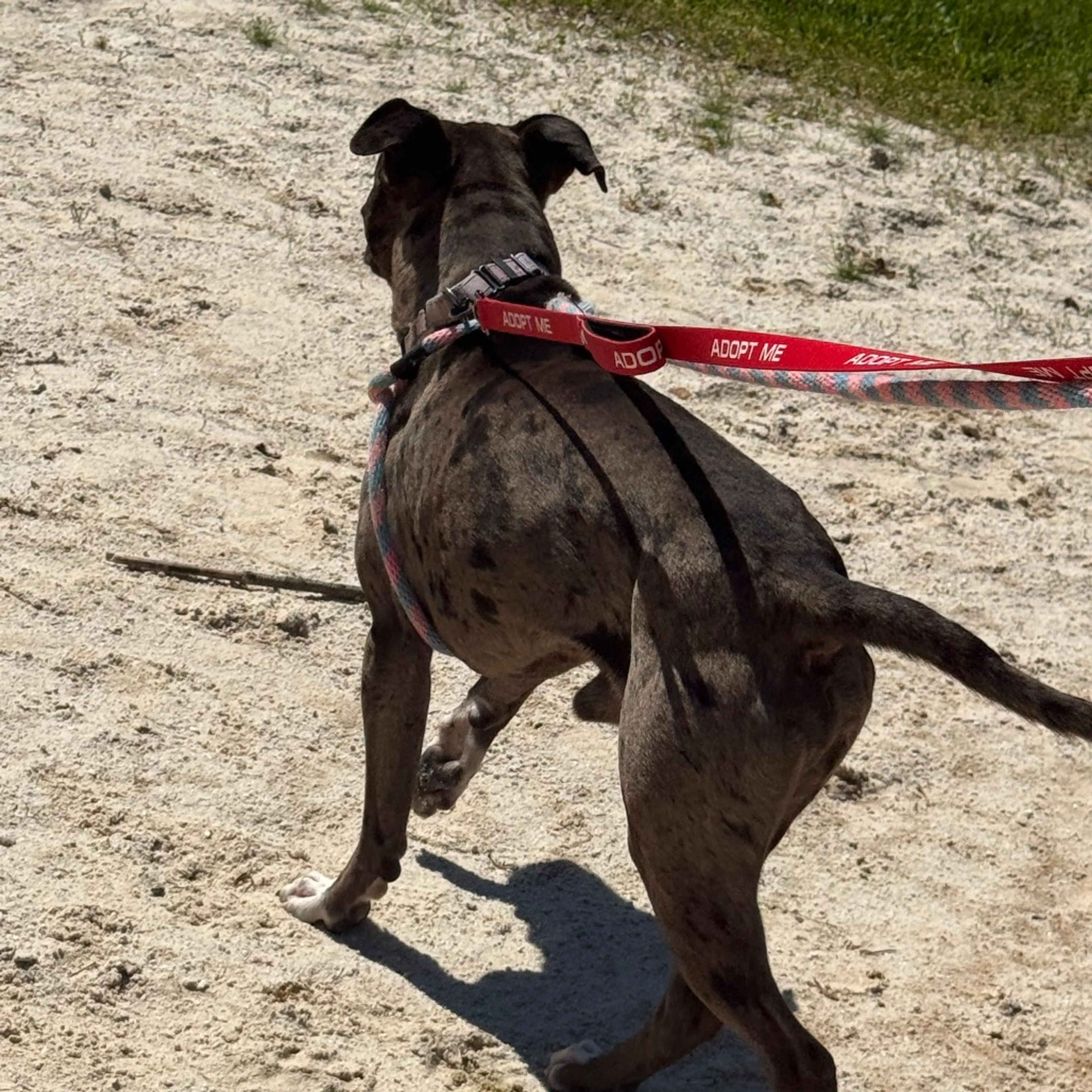 Found pet-32