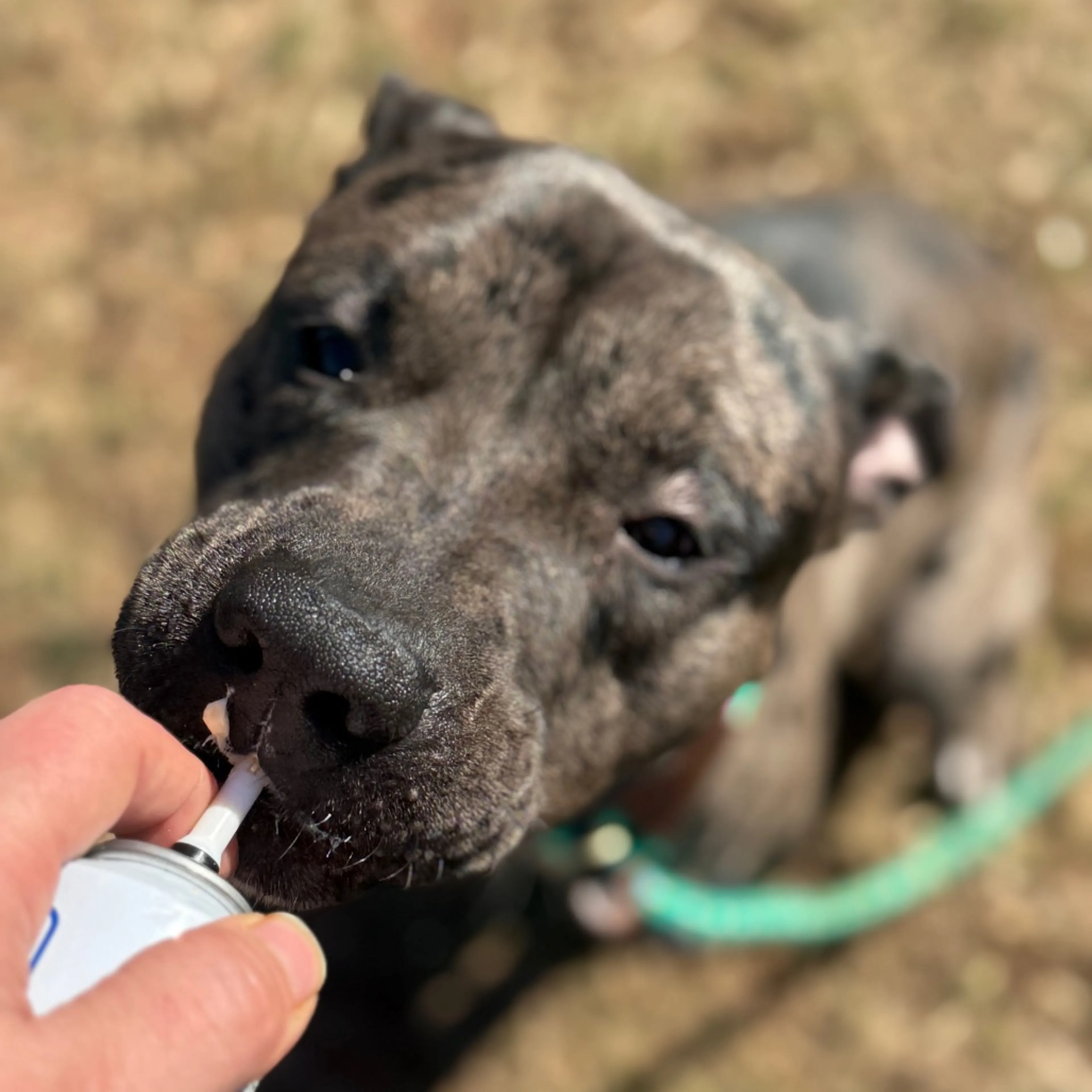 Found pet-4