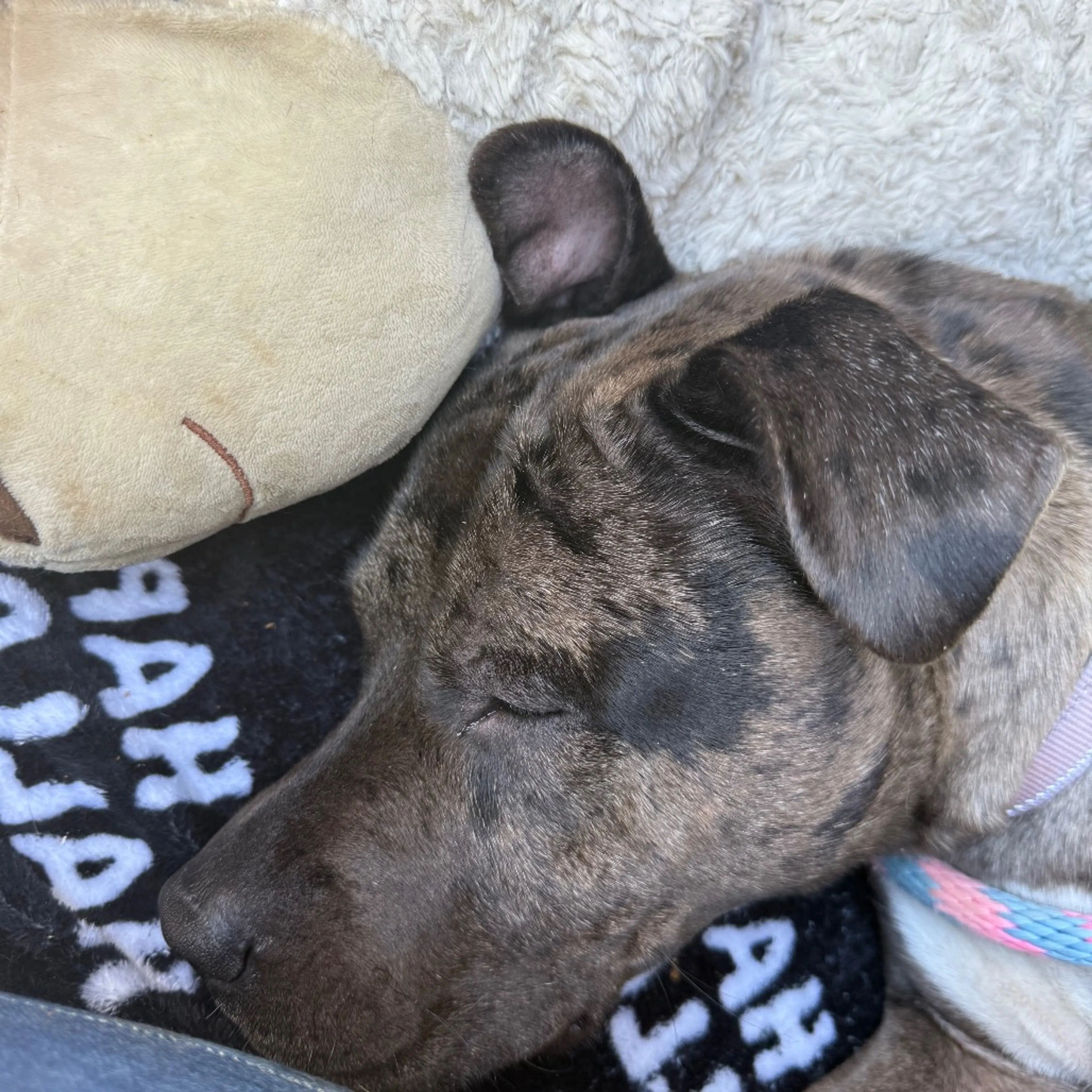 Found pet-22