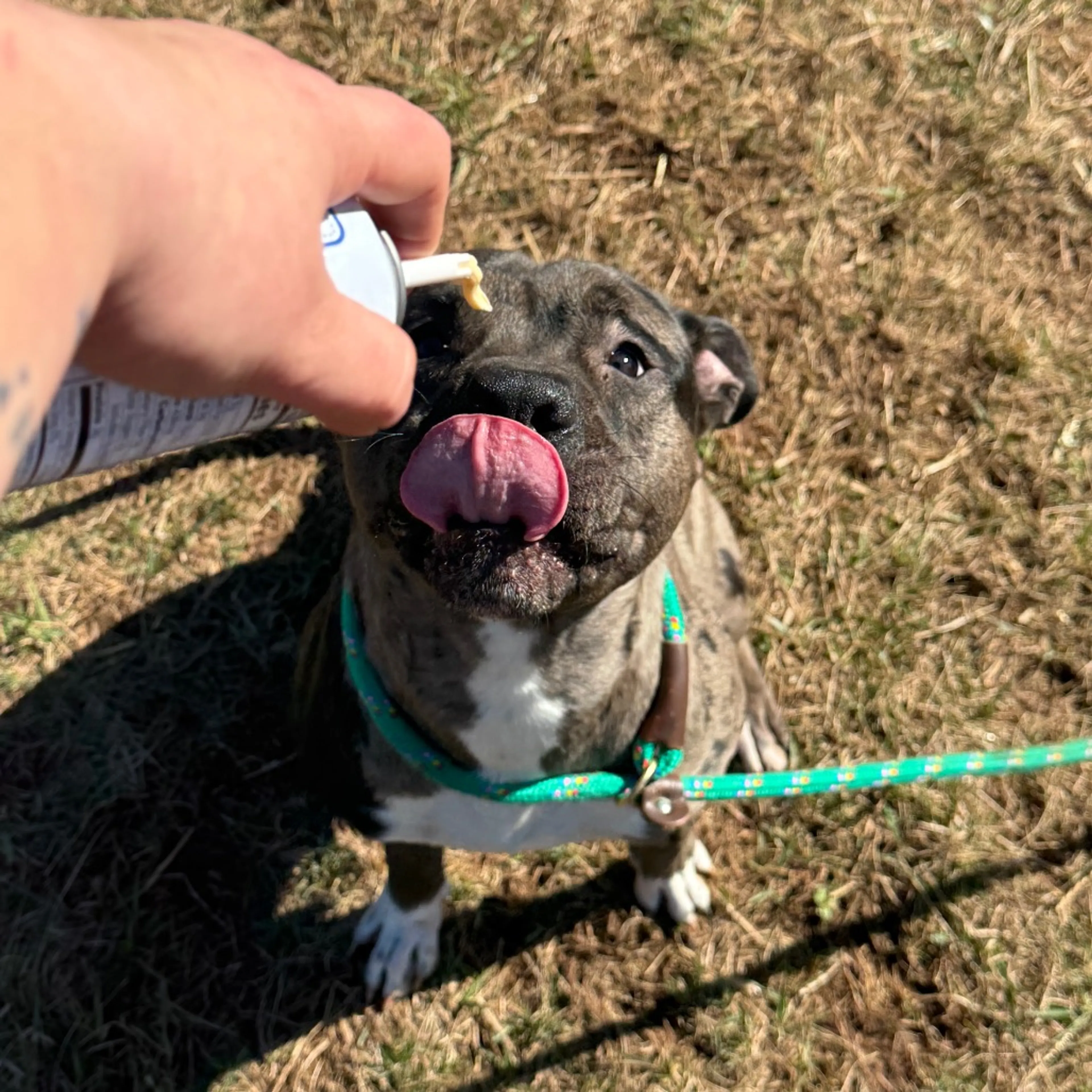 Found pet-5