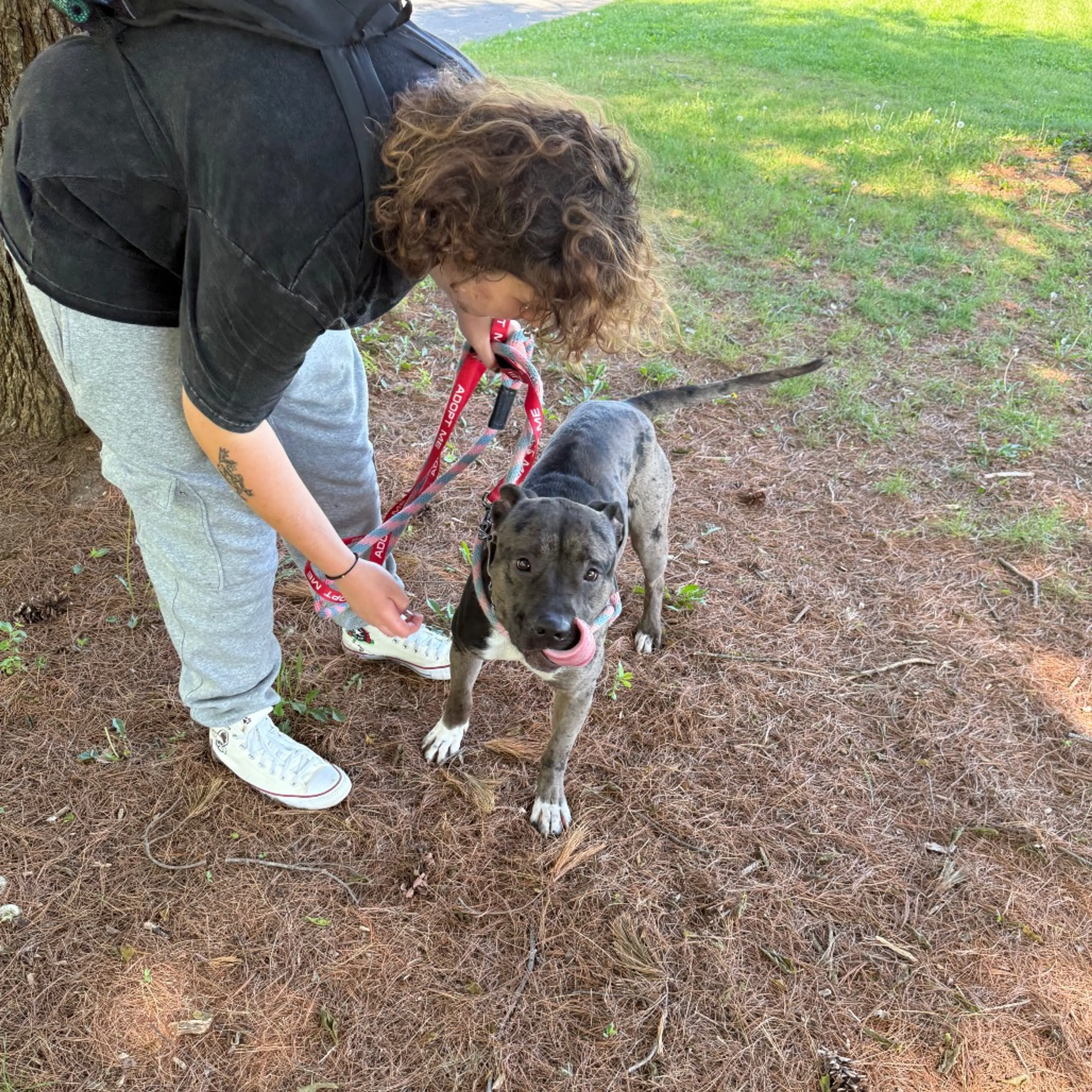 Found pet-27