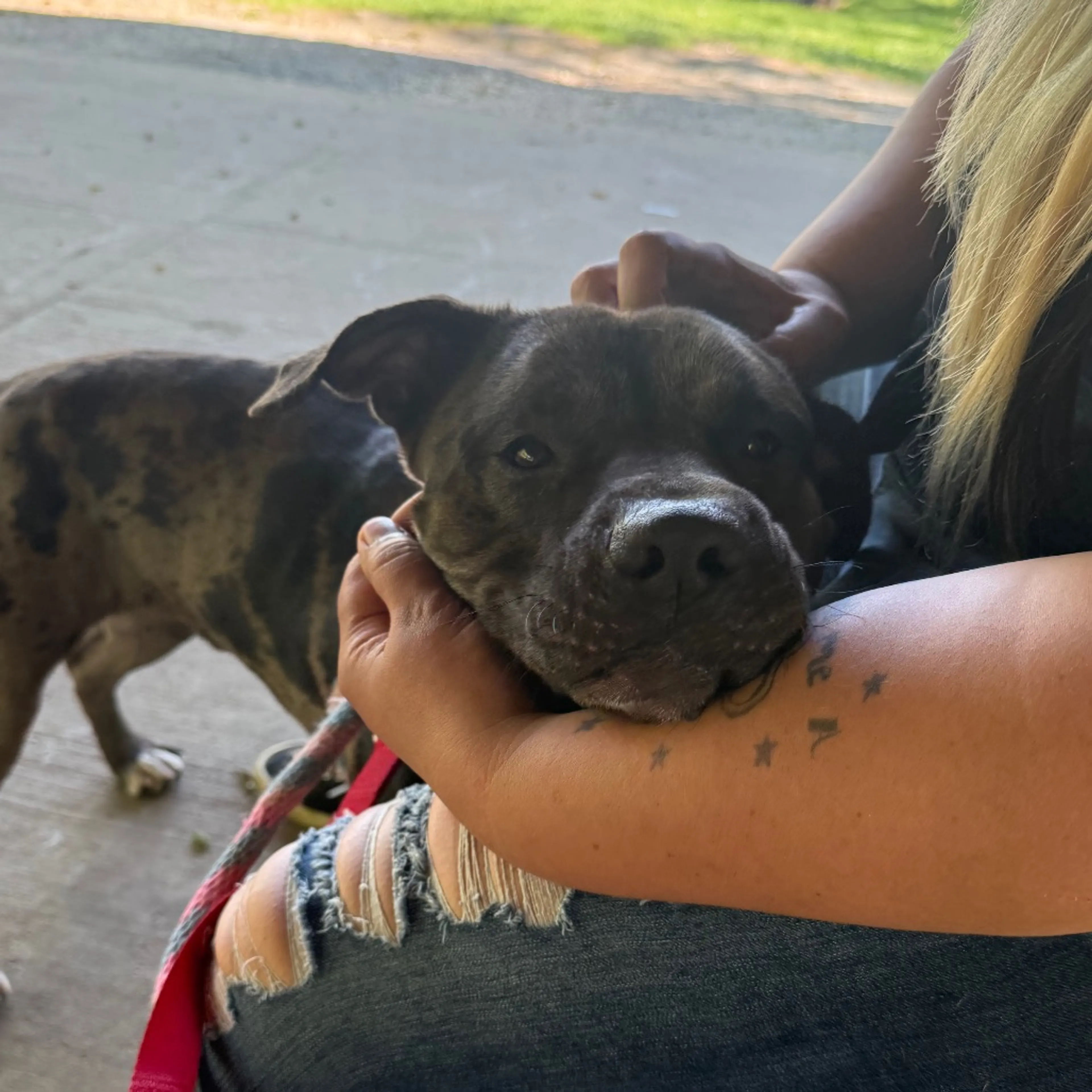 Found pet-17