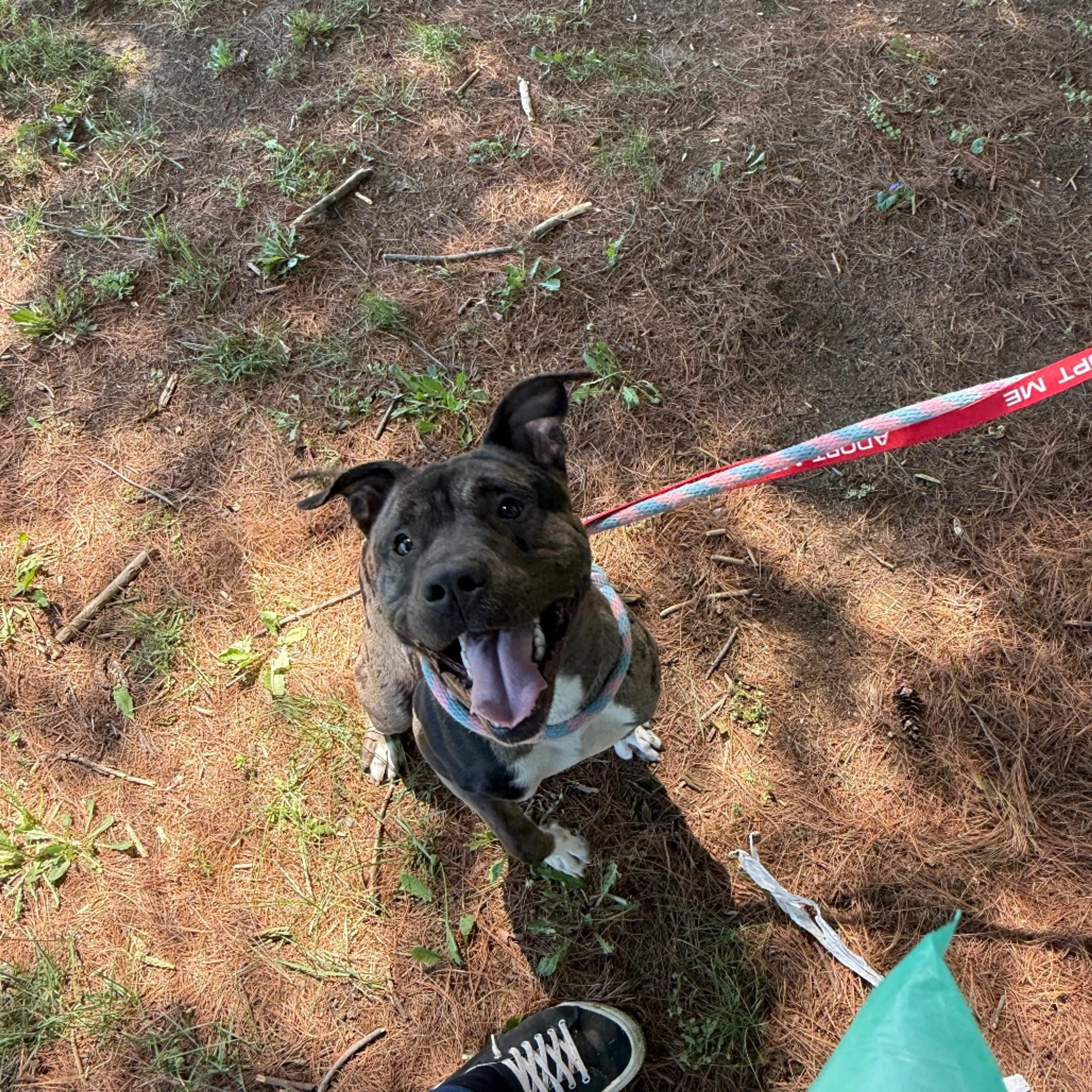 Found pet-25