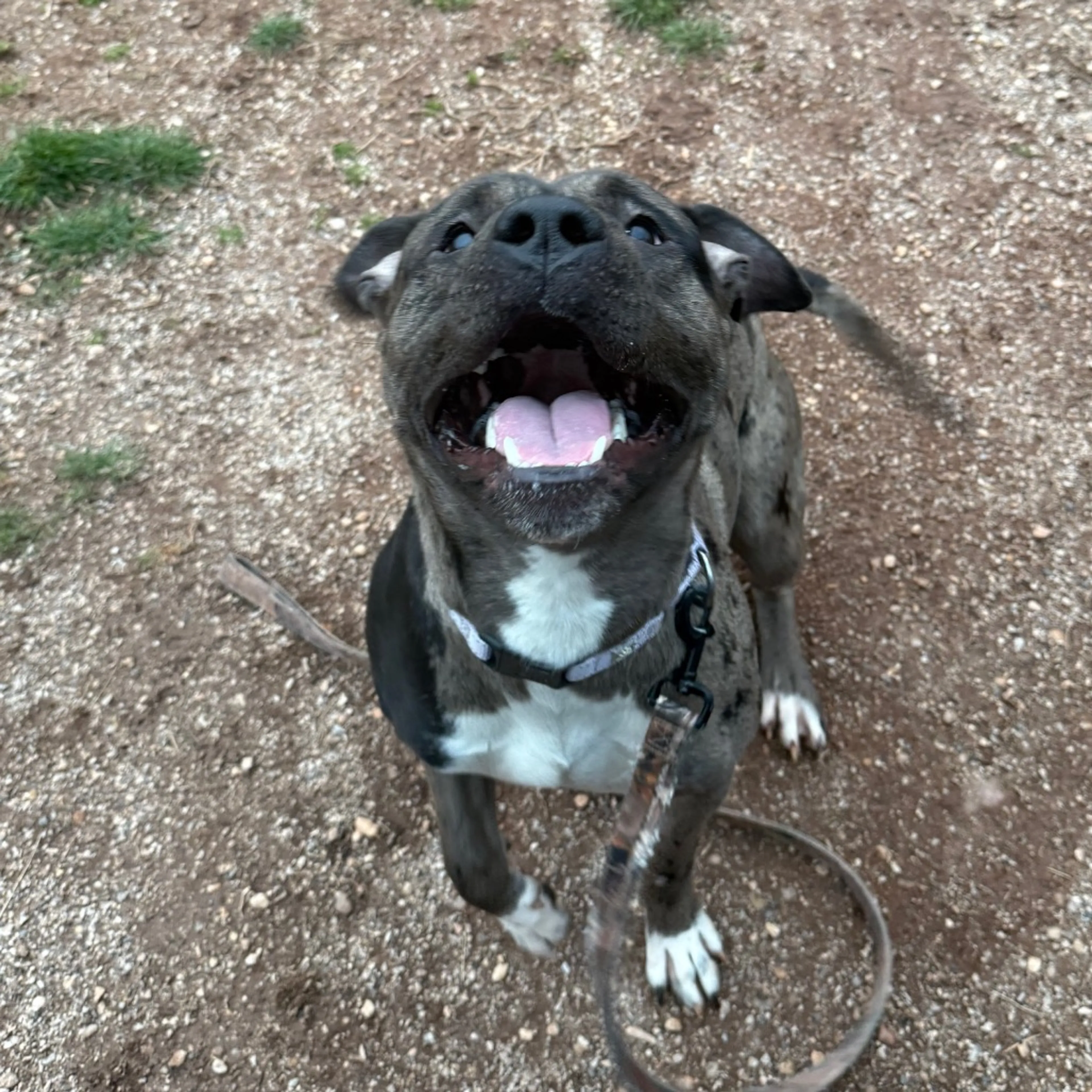 Found pet-12