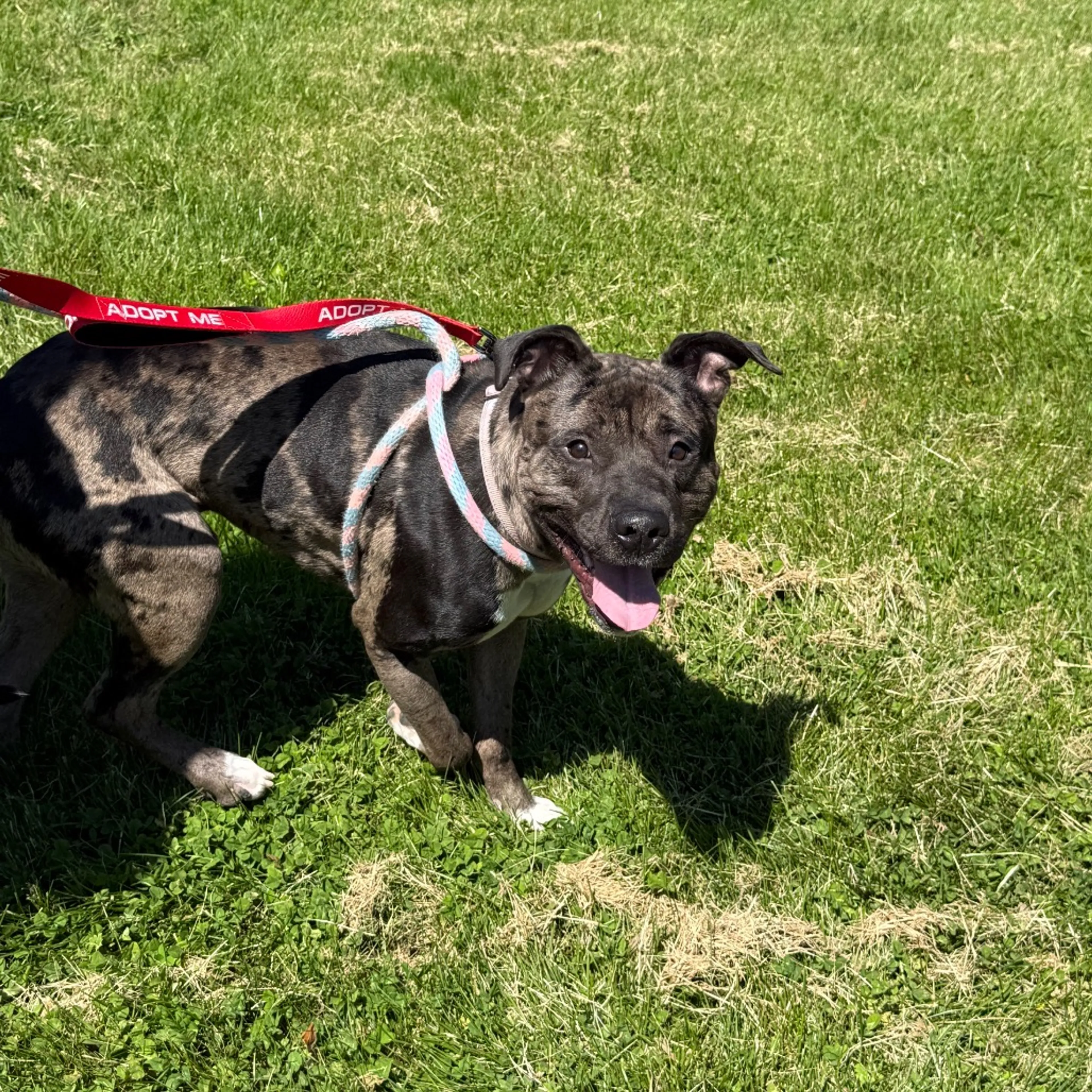 Found pet-30