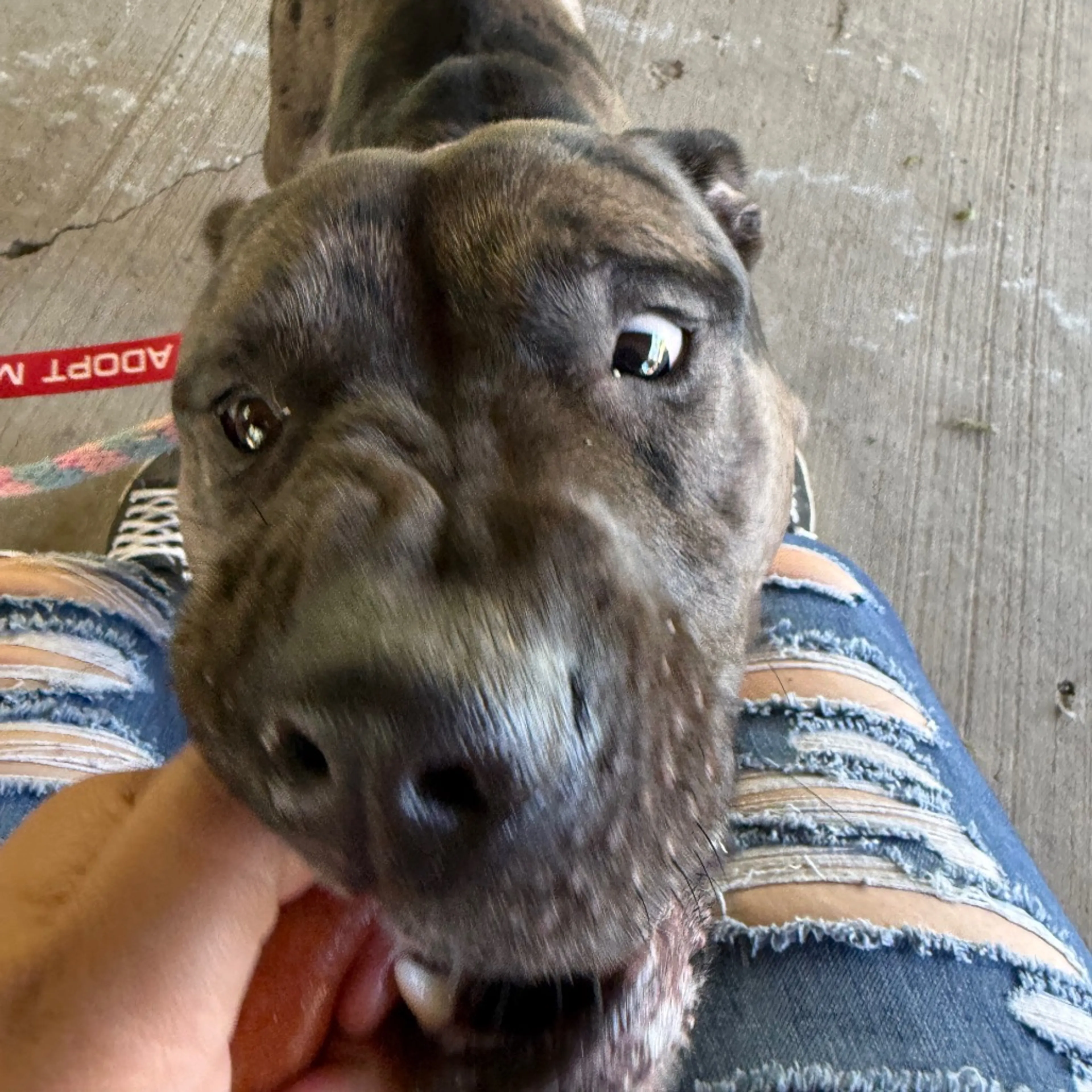 Found pet-24