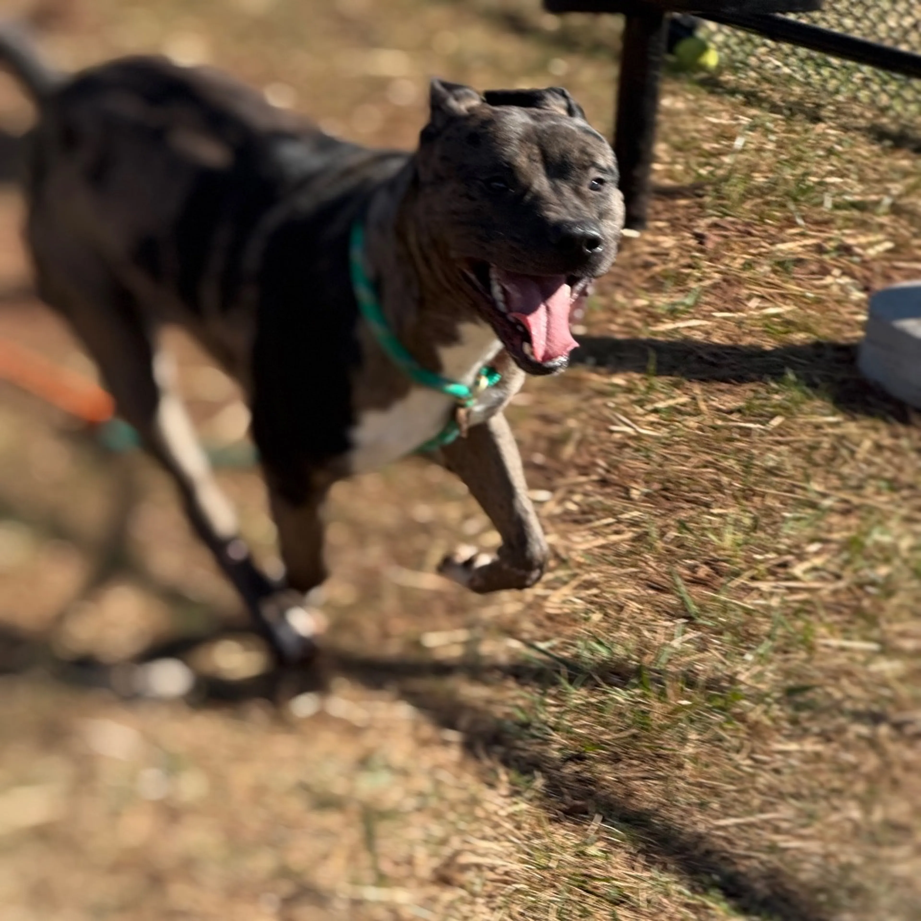 Found pet-7