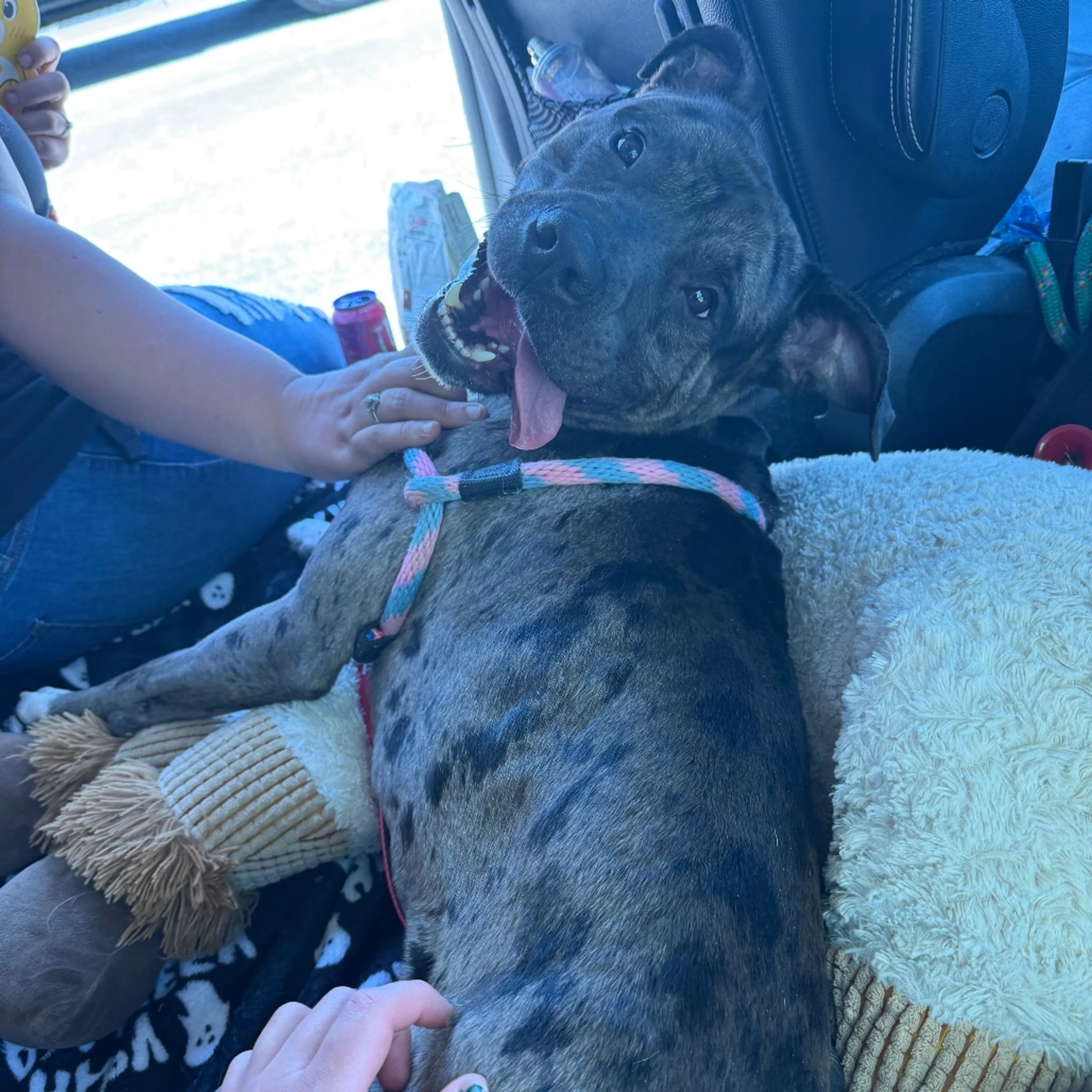 Found pet-19