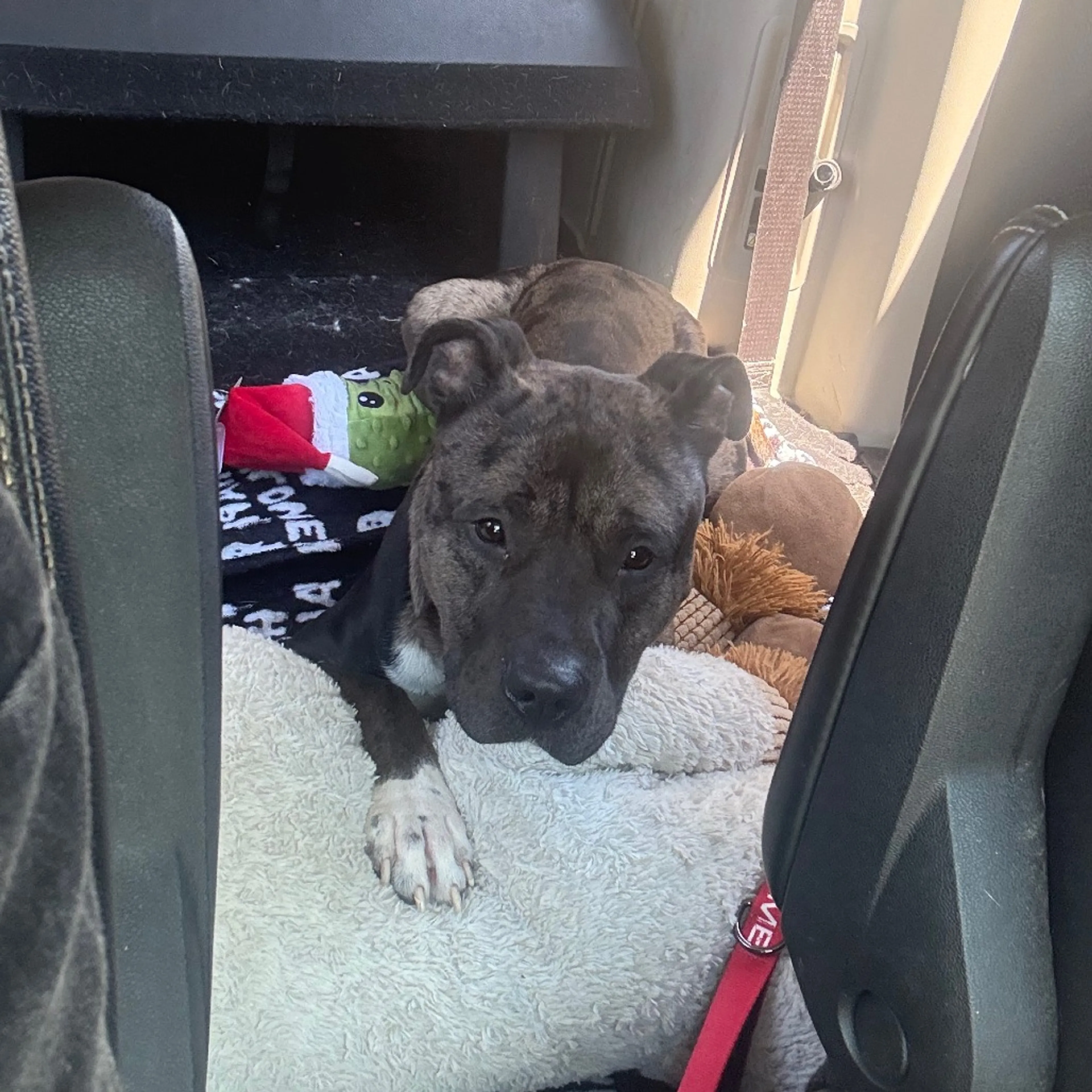 Found pet-21