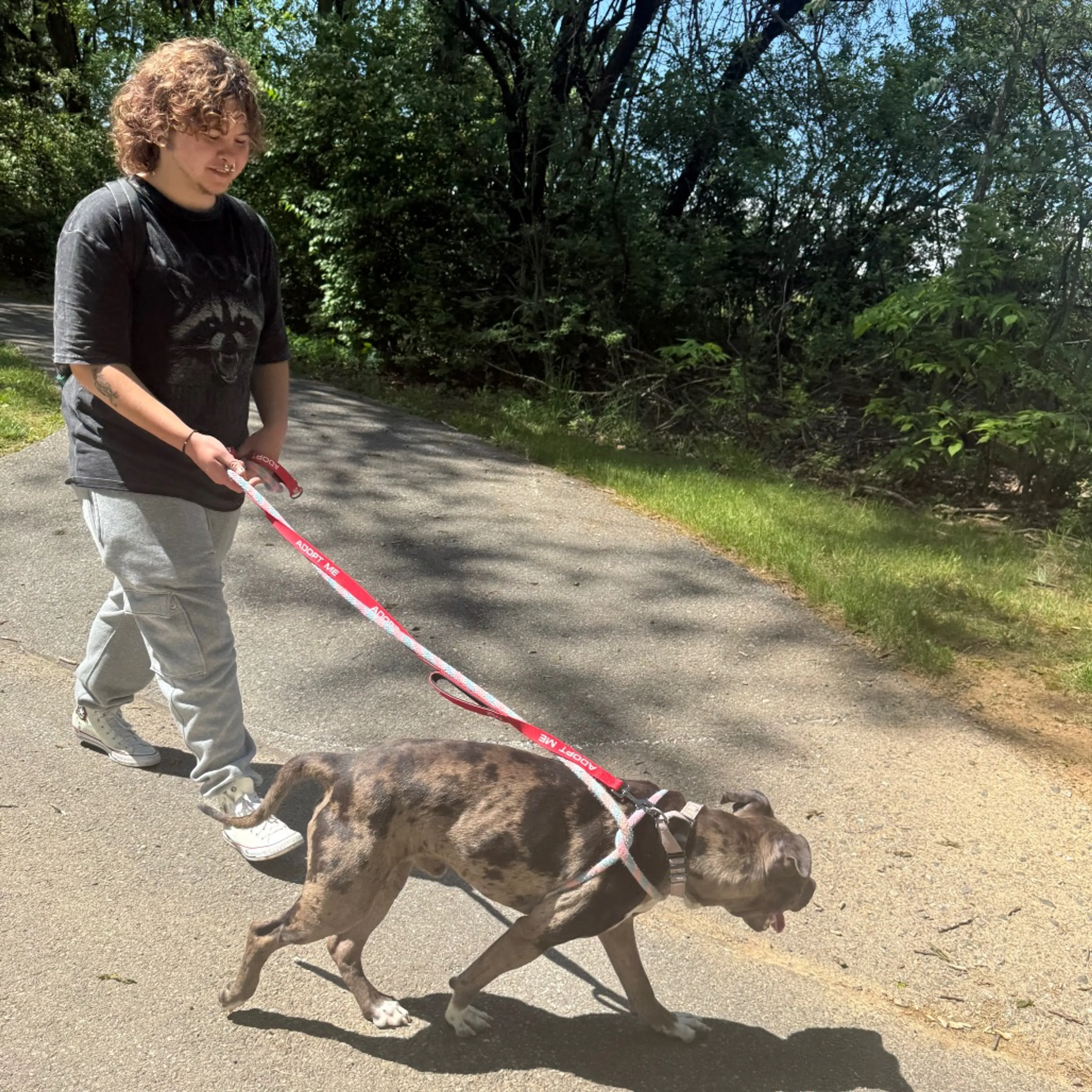 Found pet-29