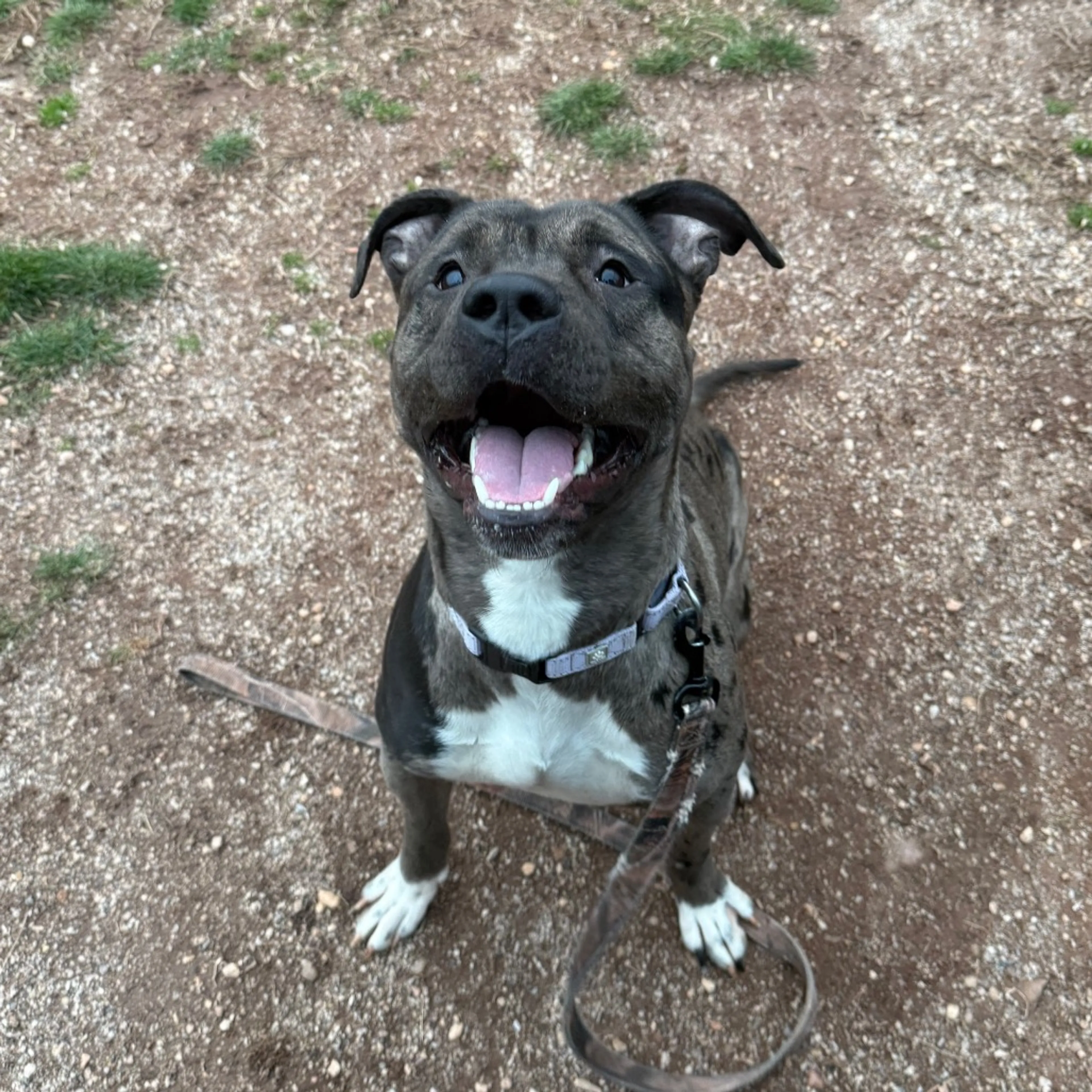 Found pet-13