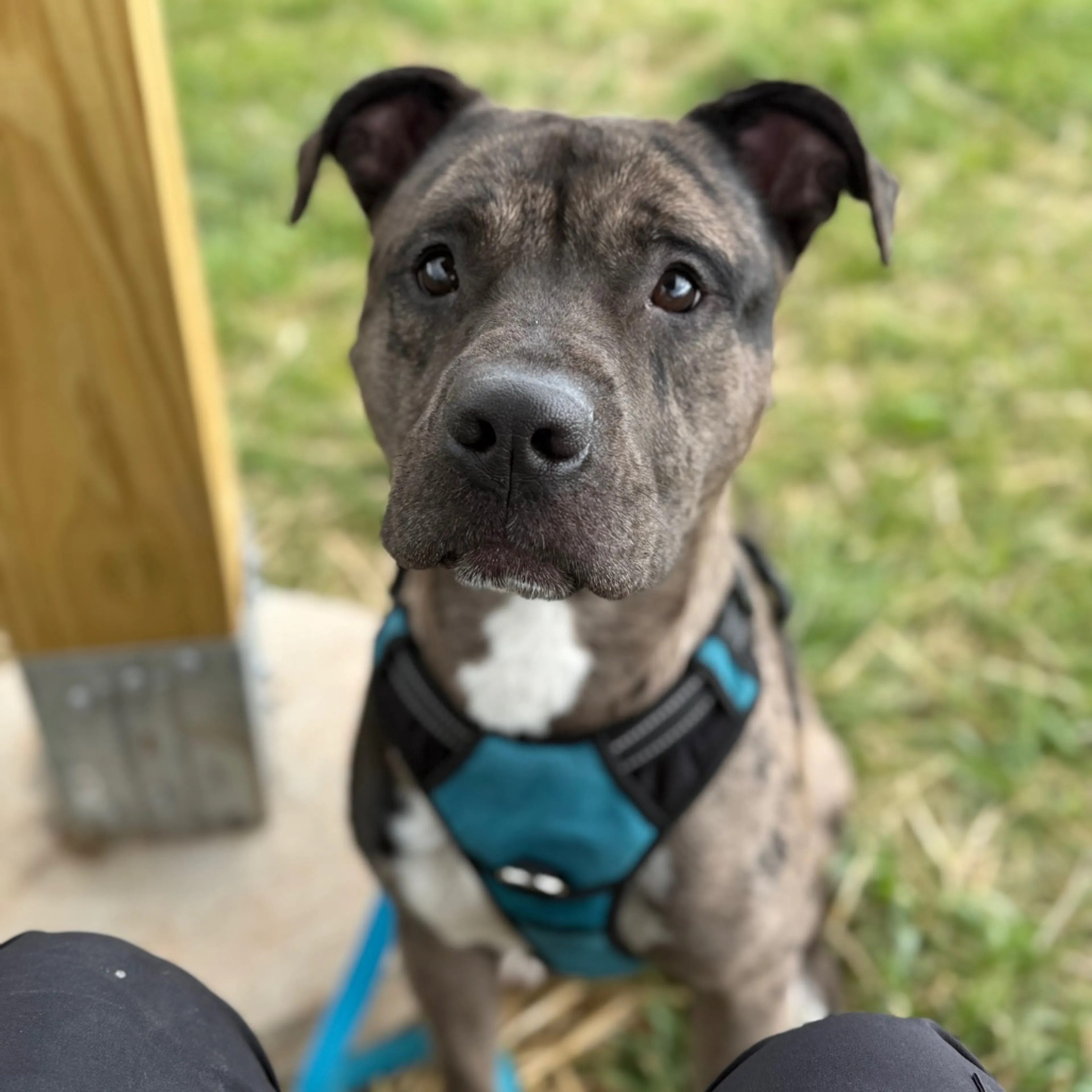Found pet-33