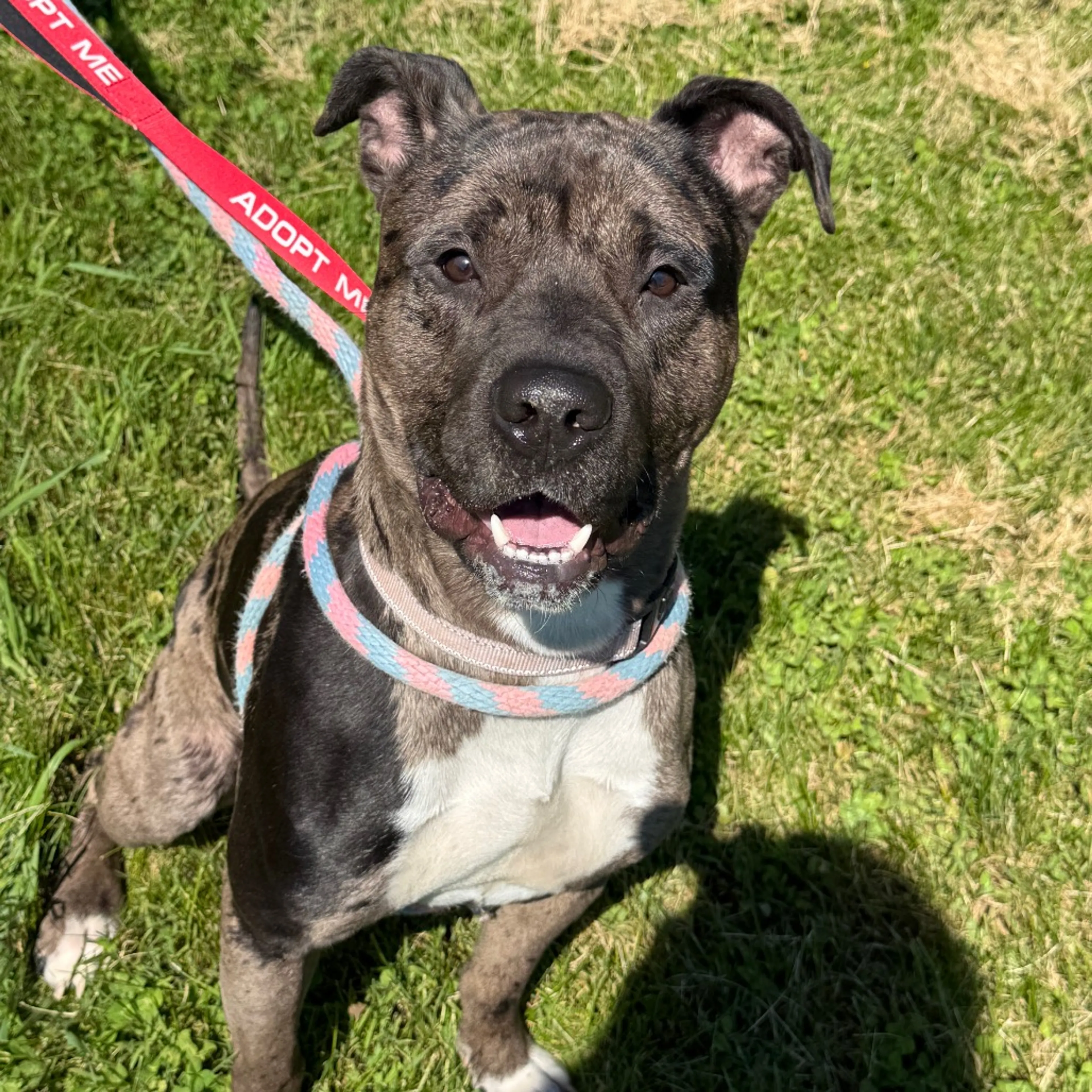 Found pet-28