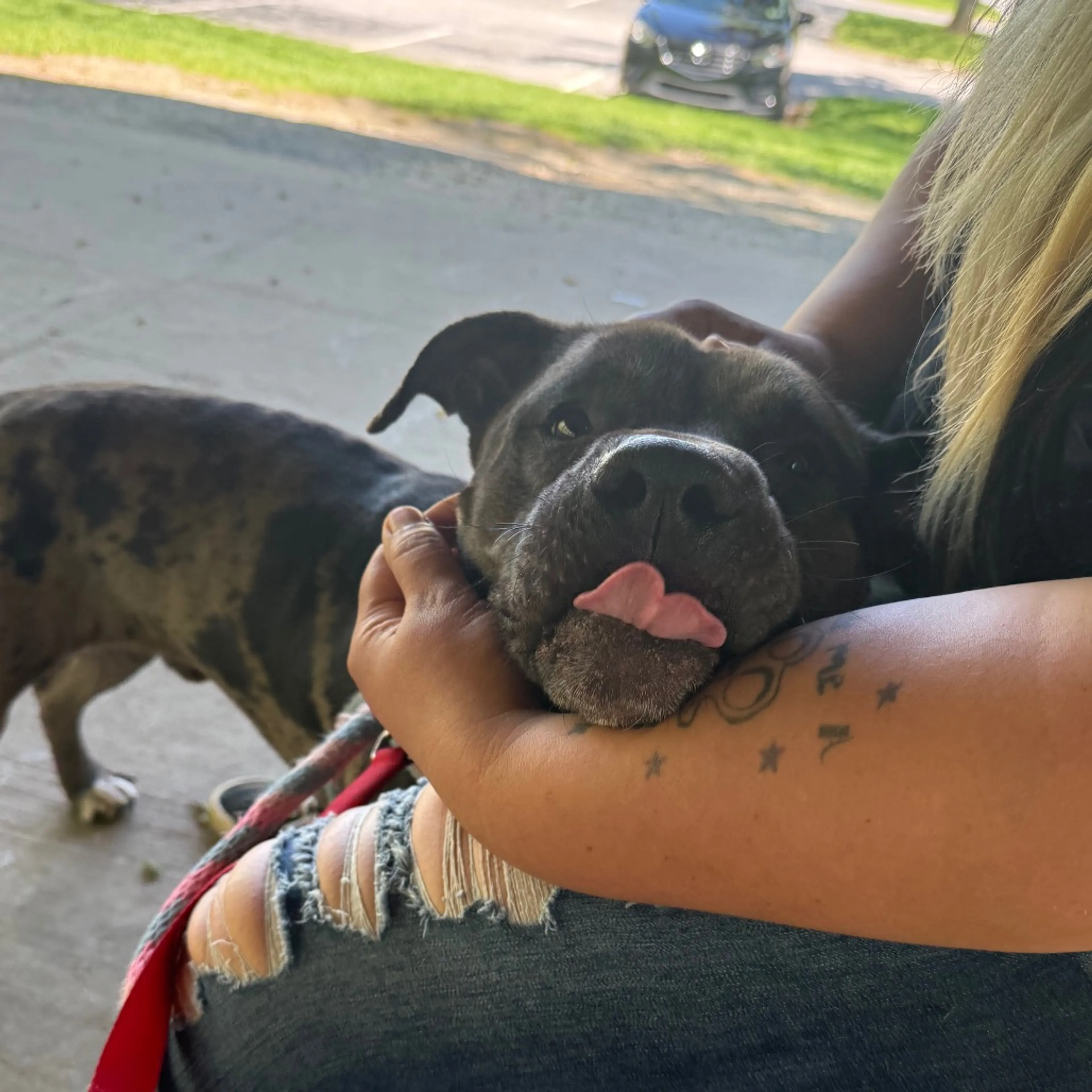 Found pet-18