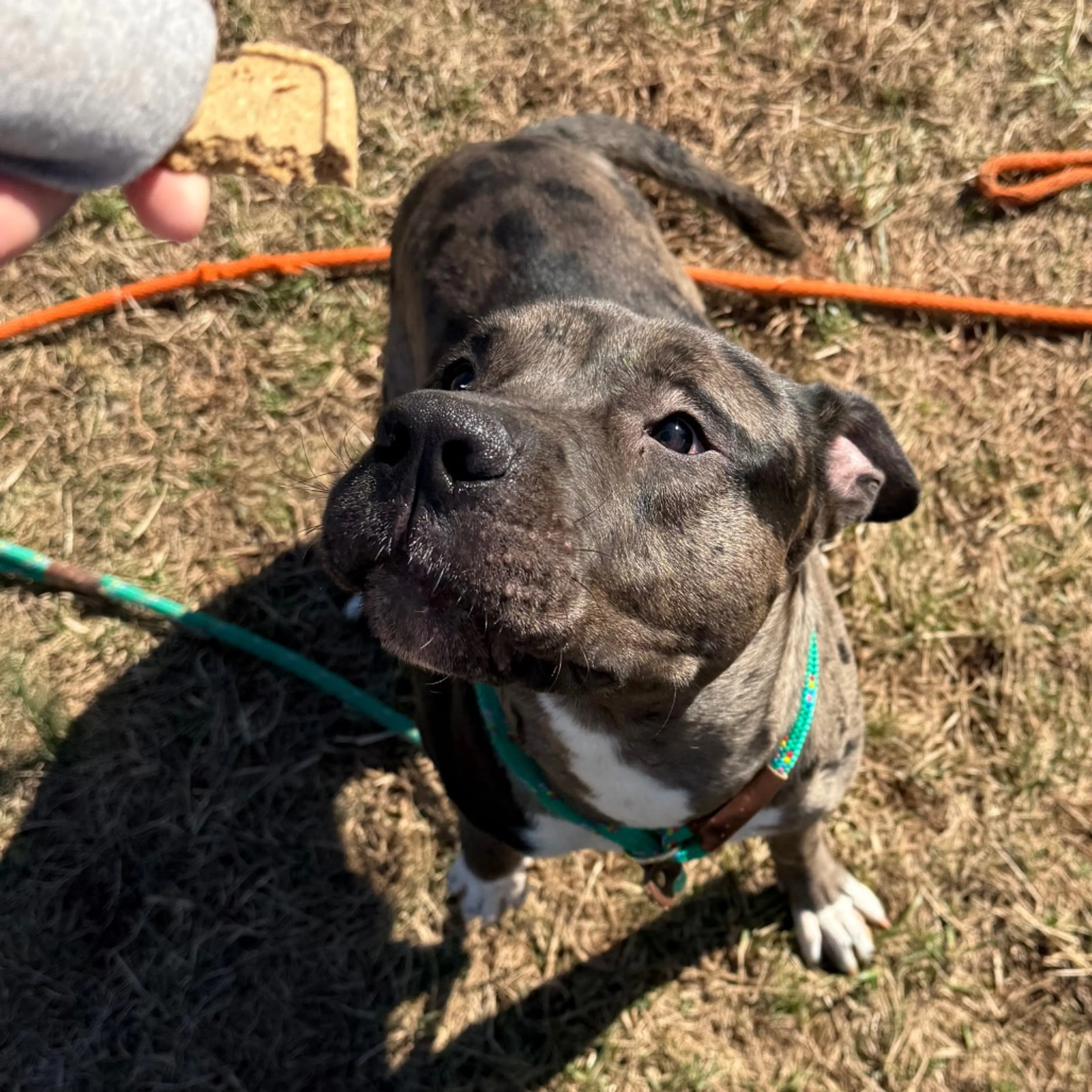 Found pet-10